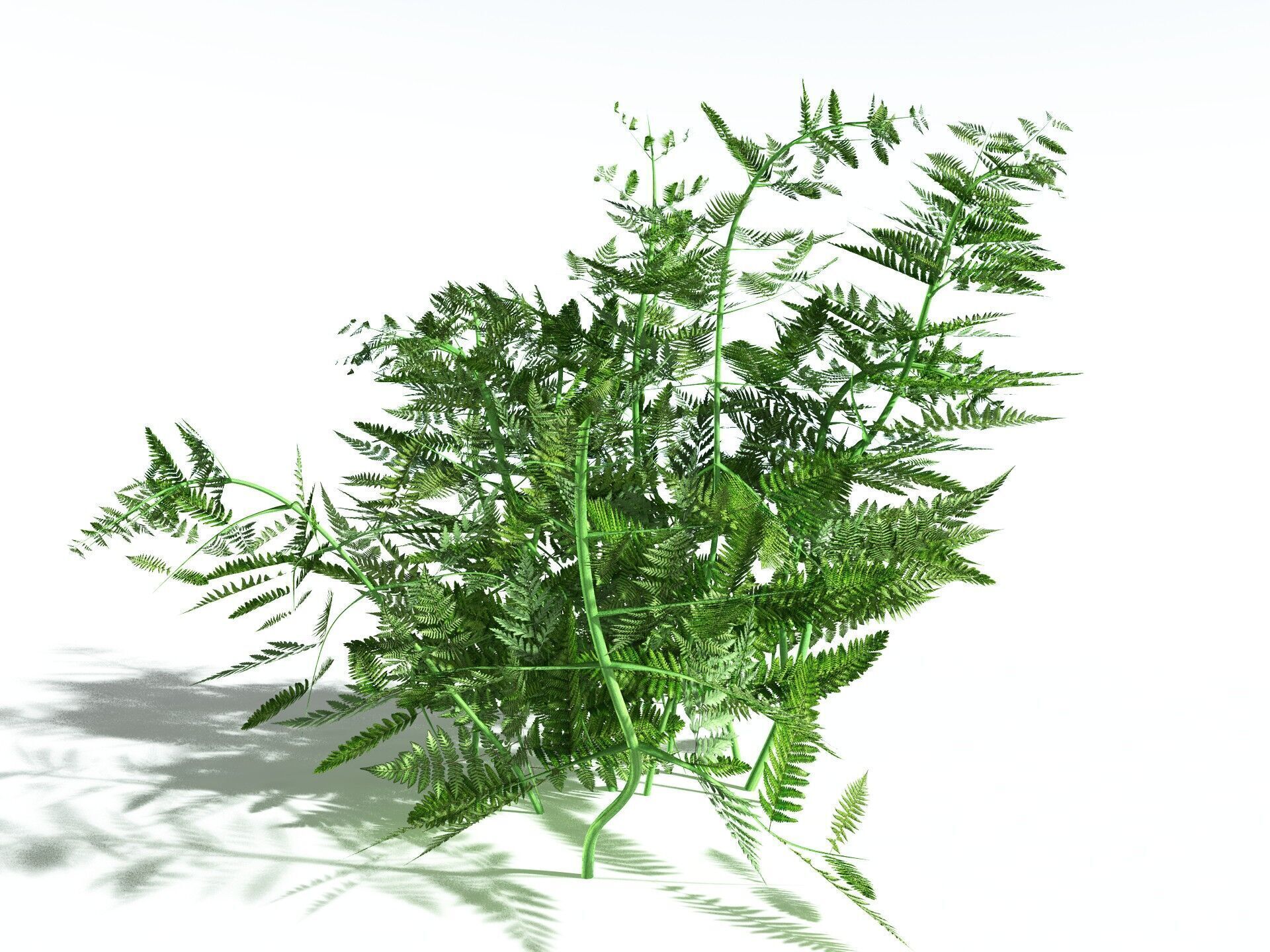 EVERYPlant Bracken 3D model_4