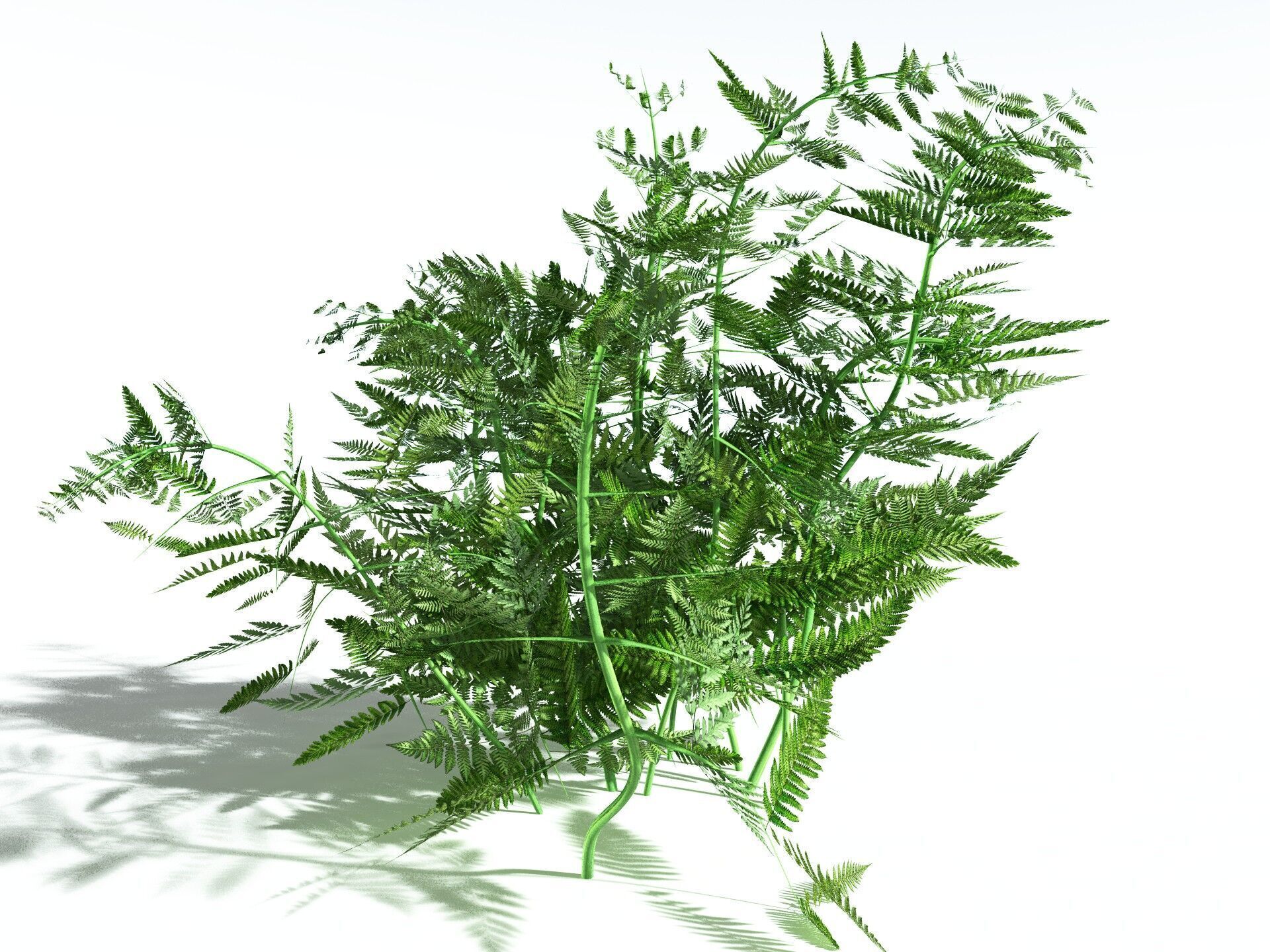 EVERYPlant Bracken 3D model_24