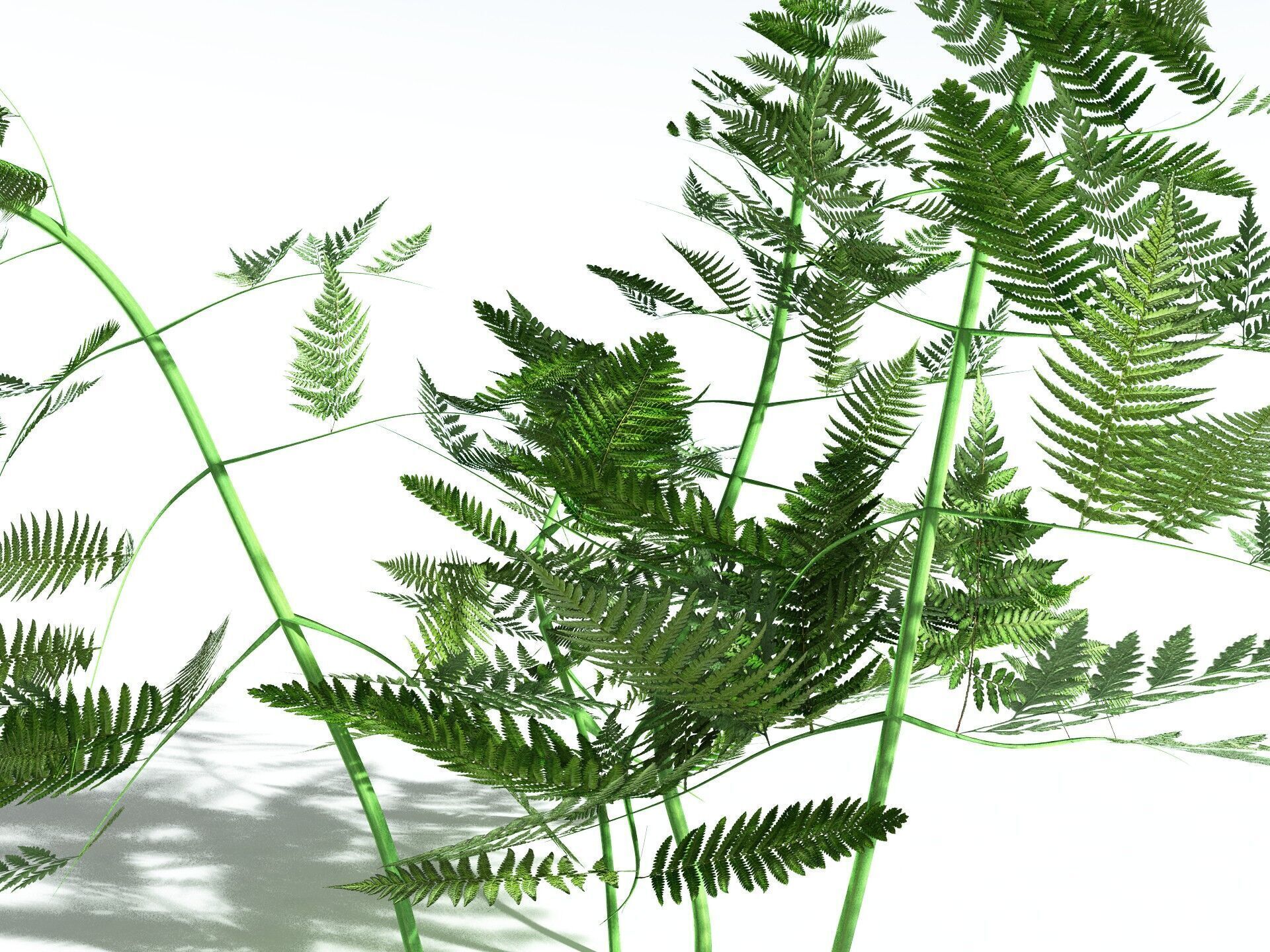 EVERYPlant Bracken 3D model_37