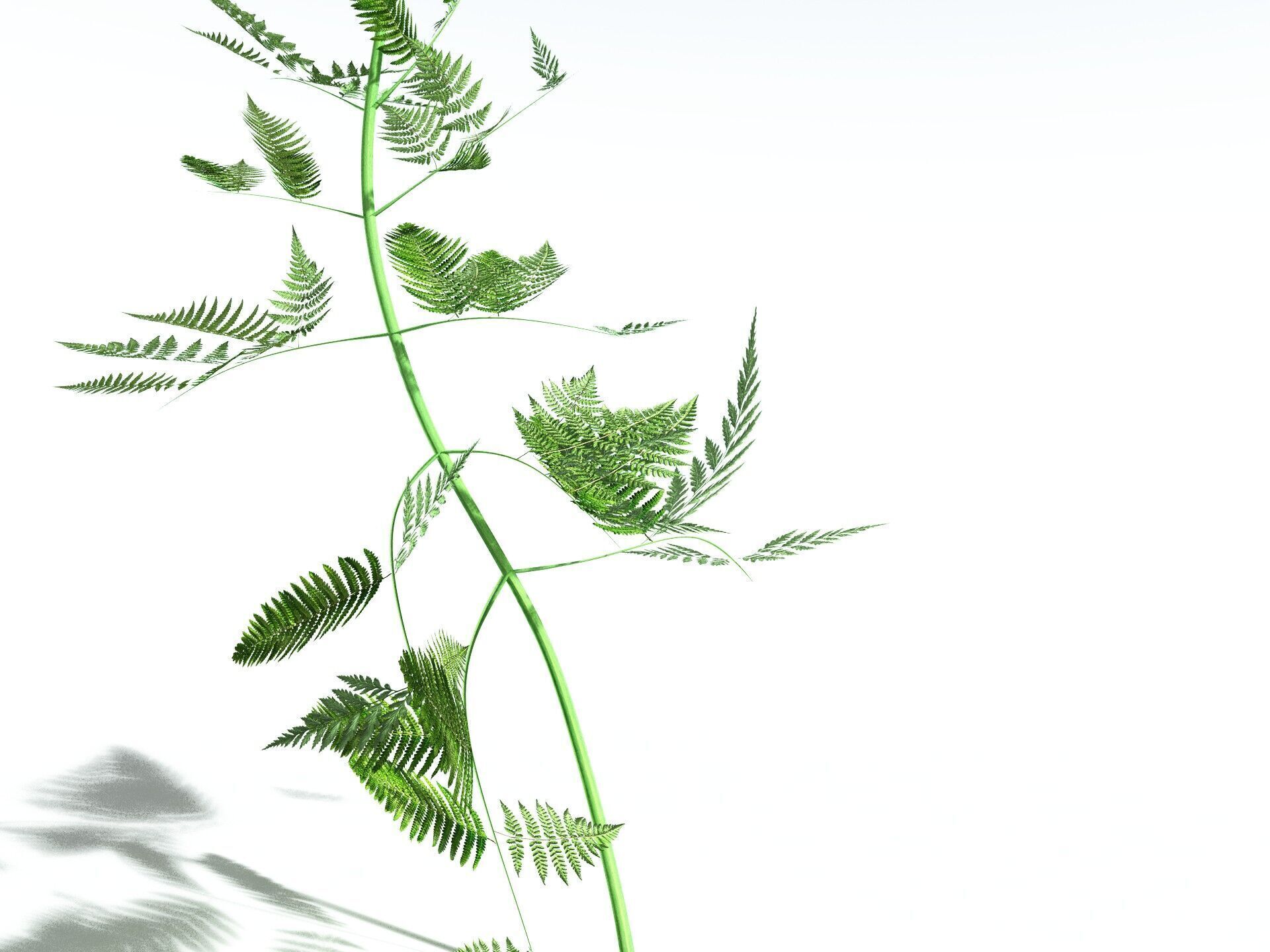 EVERYPlant Bracken 3D model_35