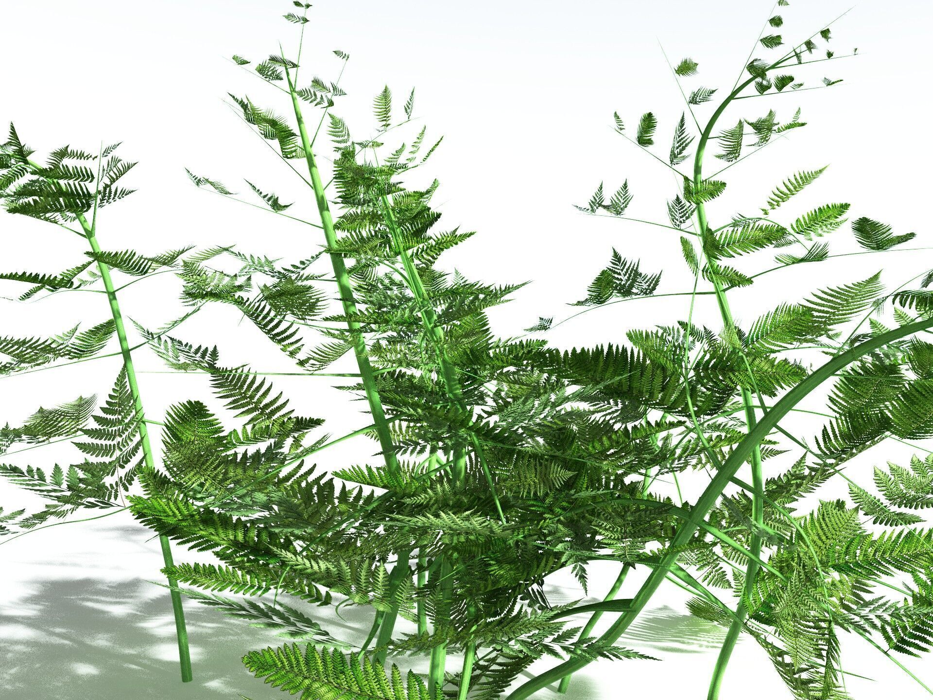 EVERYPlant Bracken 3D model_27