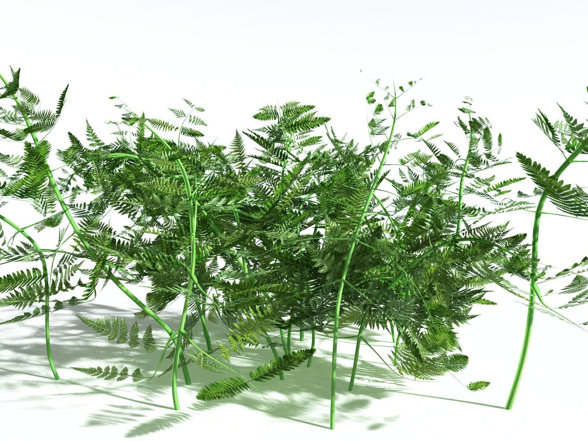 EVERYPlant Bracken 3D model_38