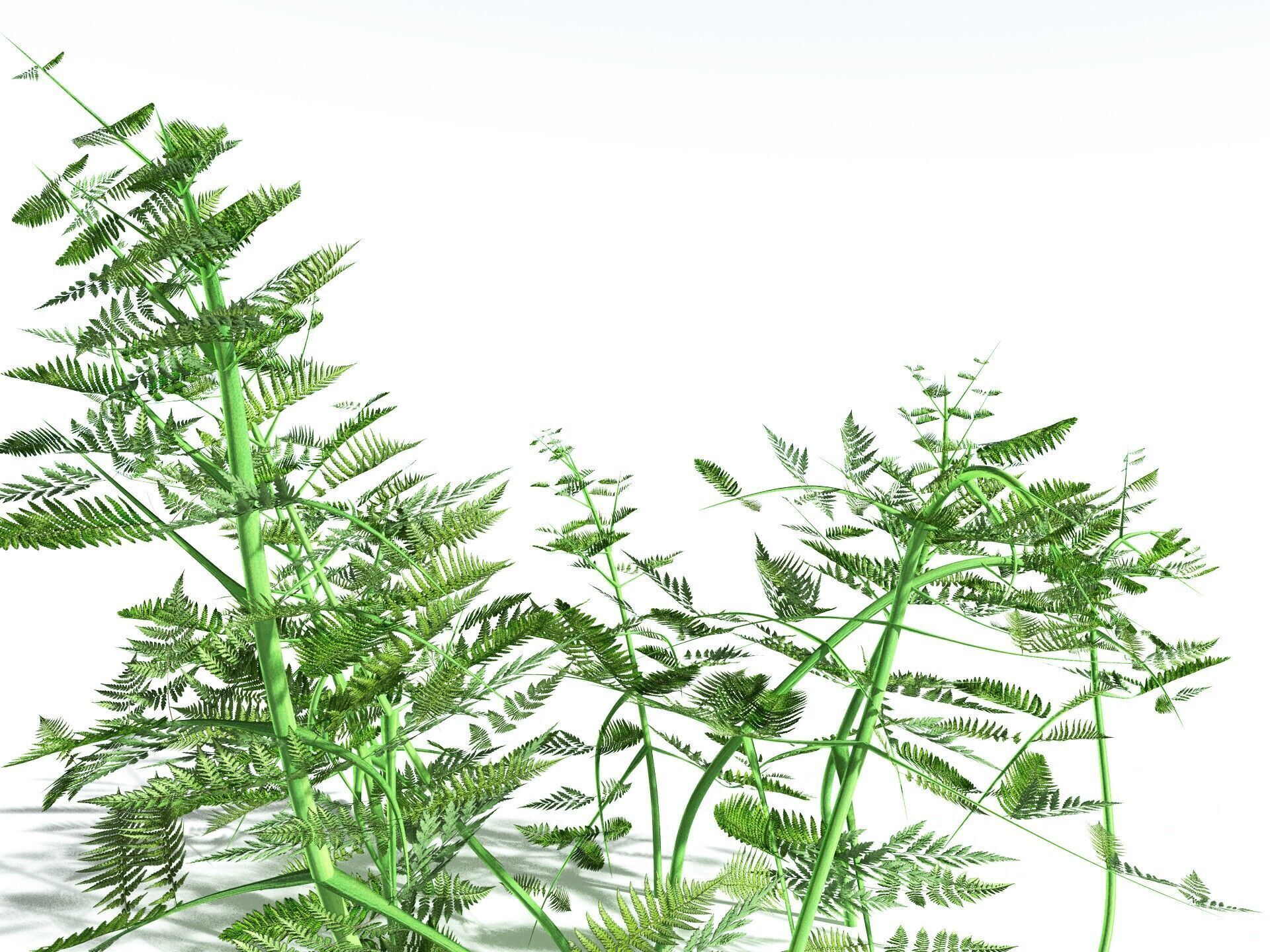 EVERYPlant Bracken 3D model_29