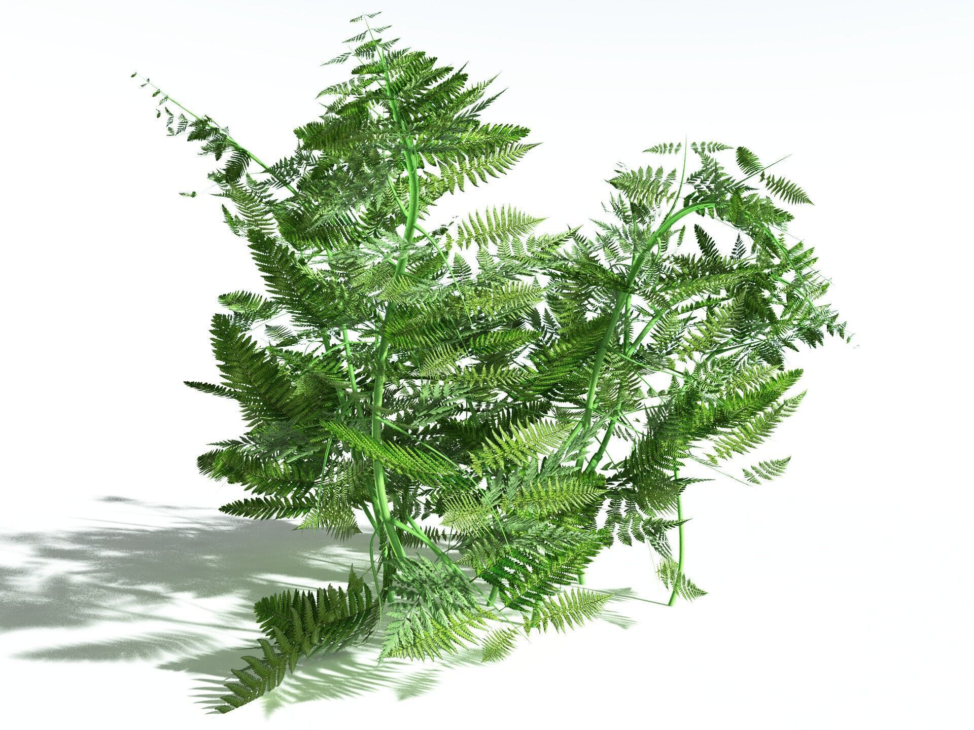 EVERYPlant Bracken 3D model_8