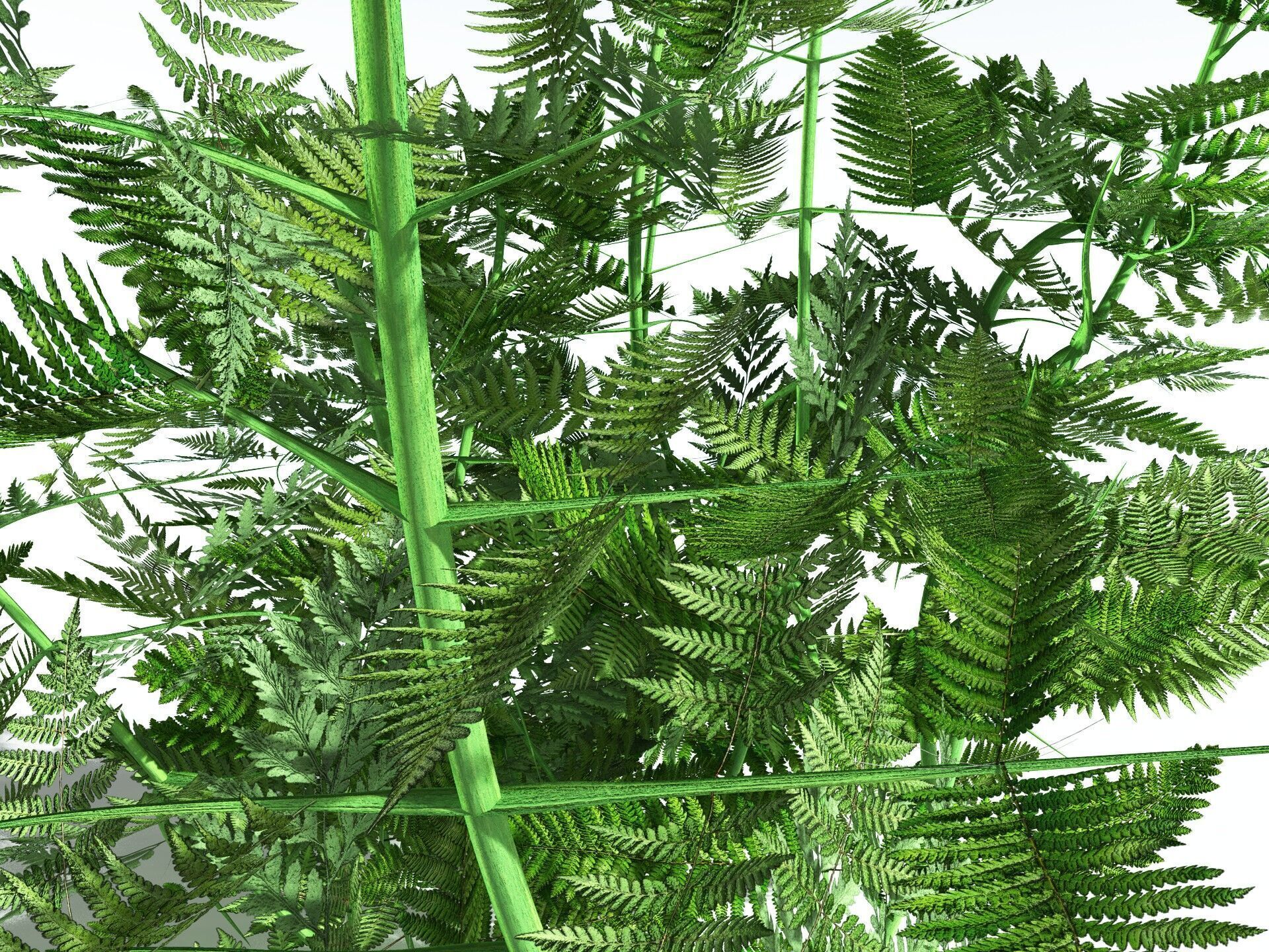 EVERYPlant Bracken 3D model_15