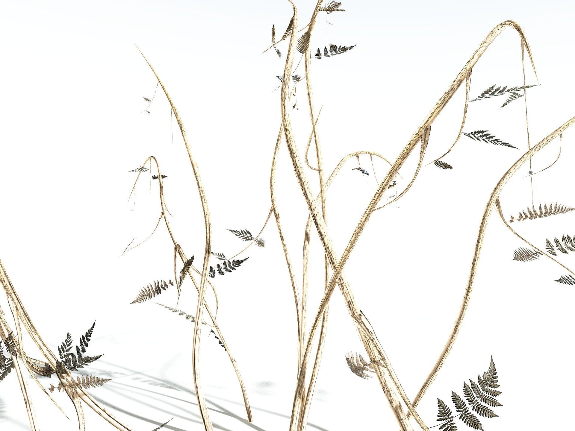 EVERYPlant Bracken 3D model_23