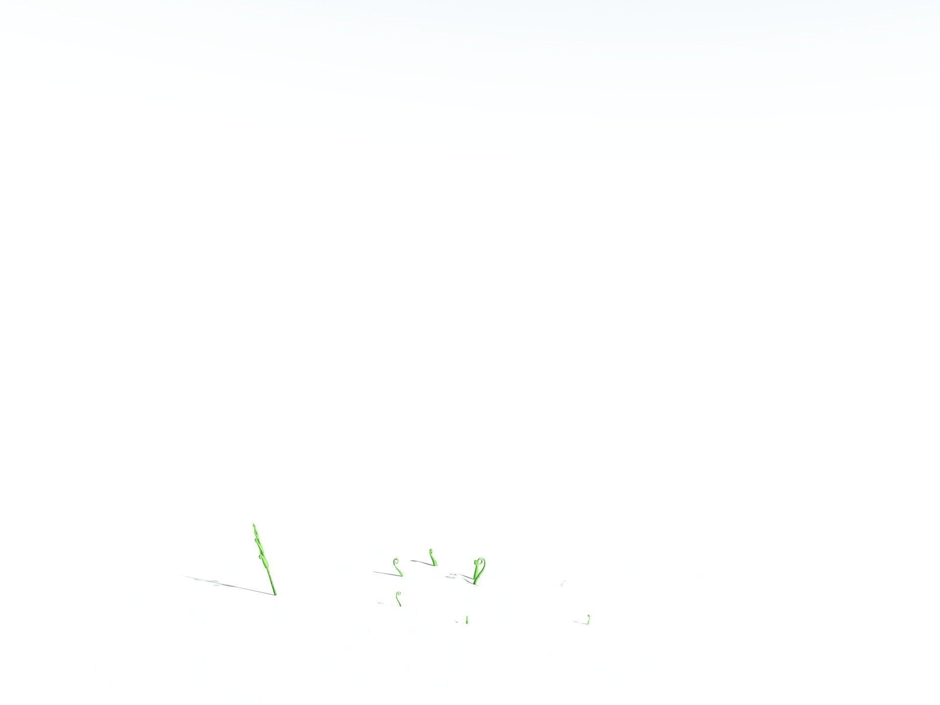 EVERYPlant Bracken 3D model_32