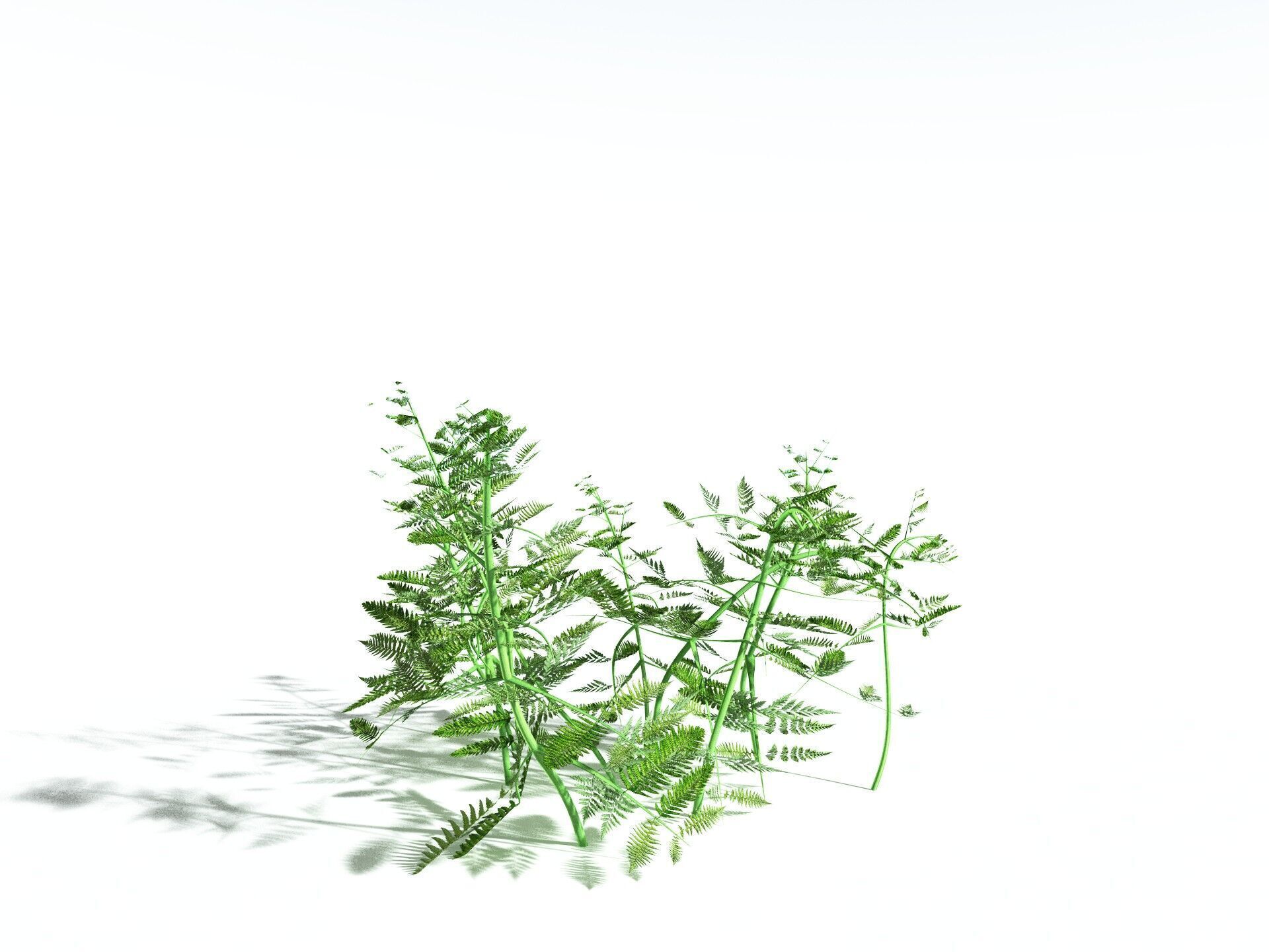 EVERYPlant Bracken 3D model_28