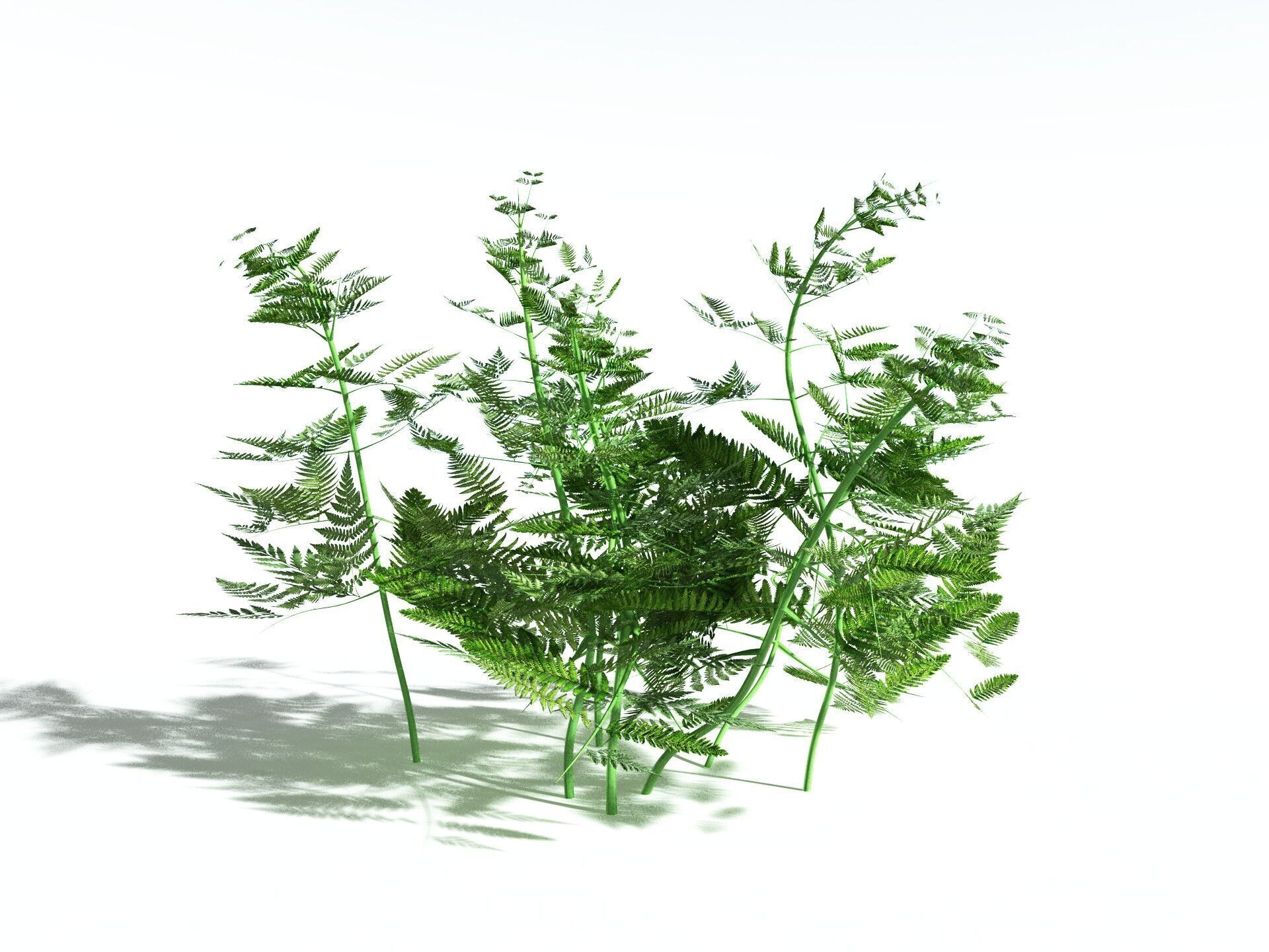EVERYPlant Bracken 3D model_6