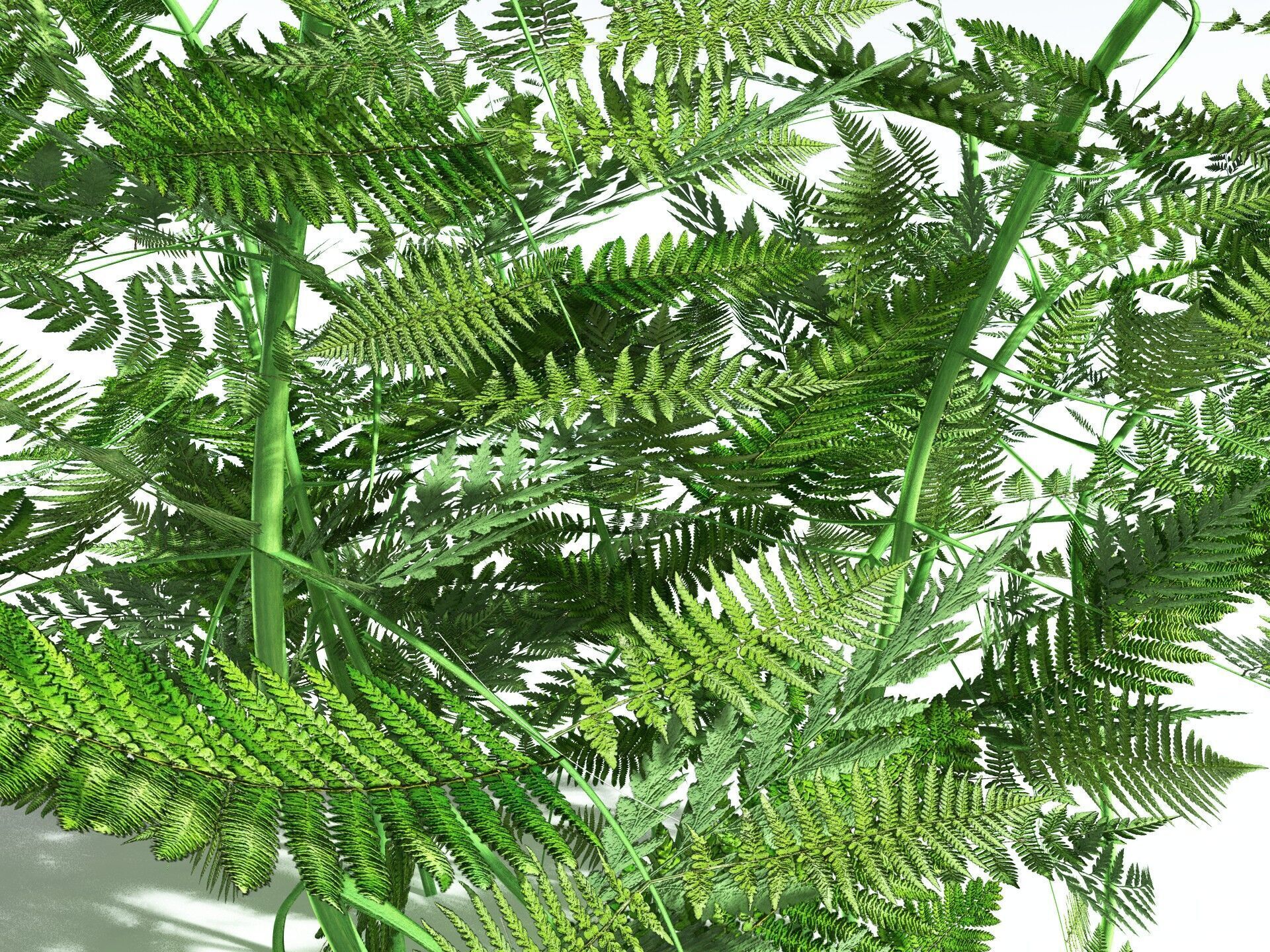 EVERYPlant Bracken 3D model_9