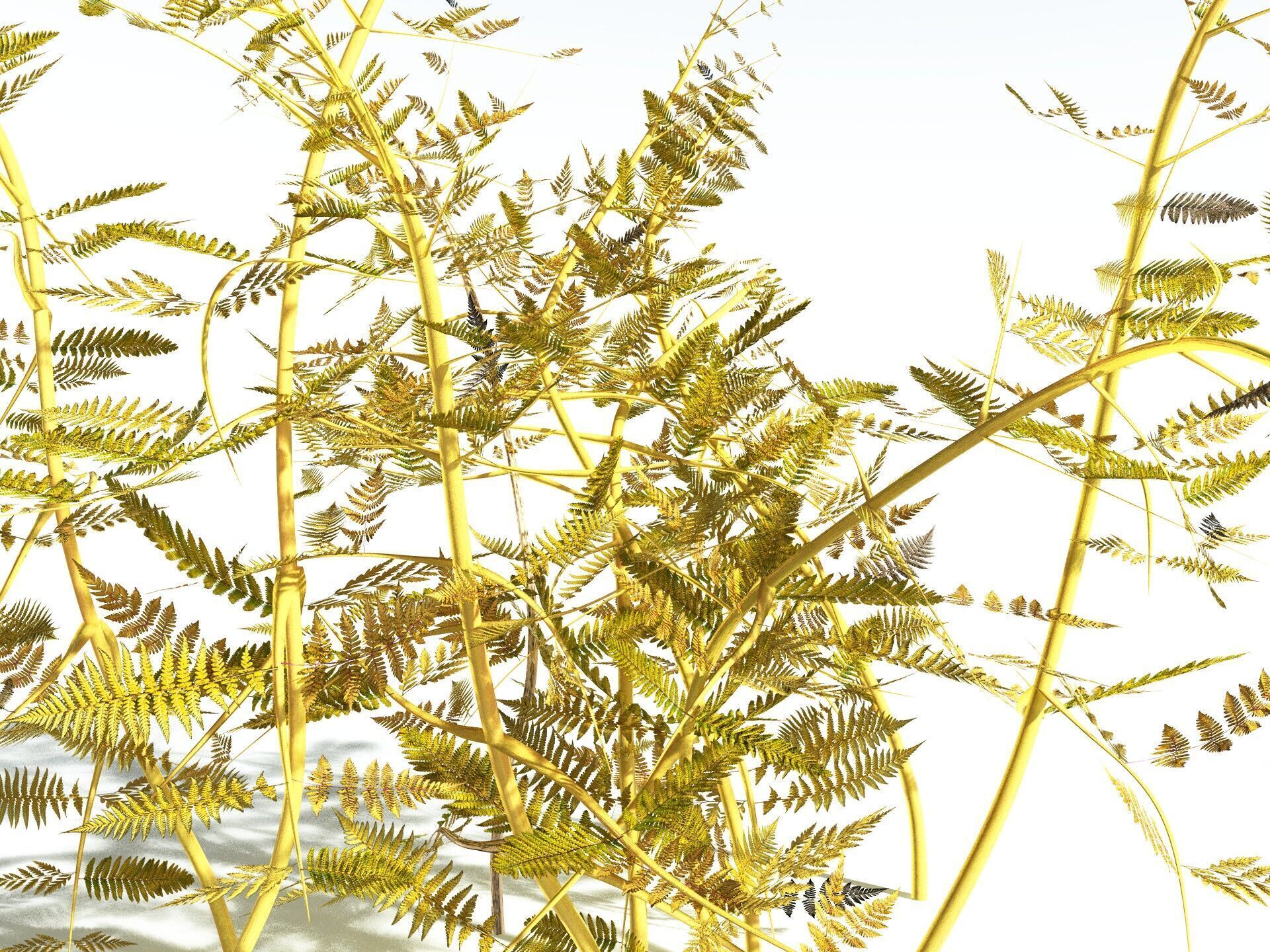 EVERYPlant Bracken 3D model_11