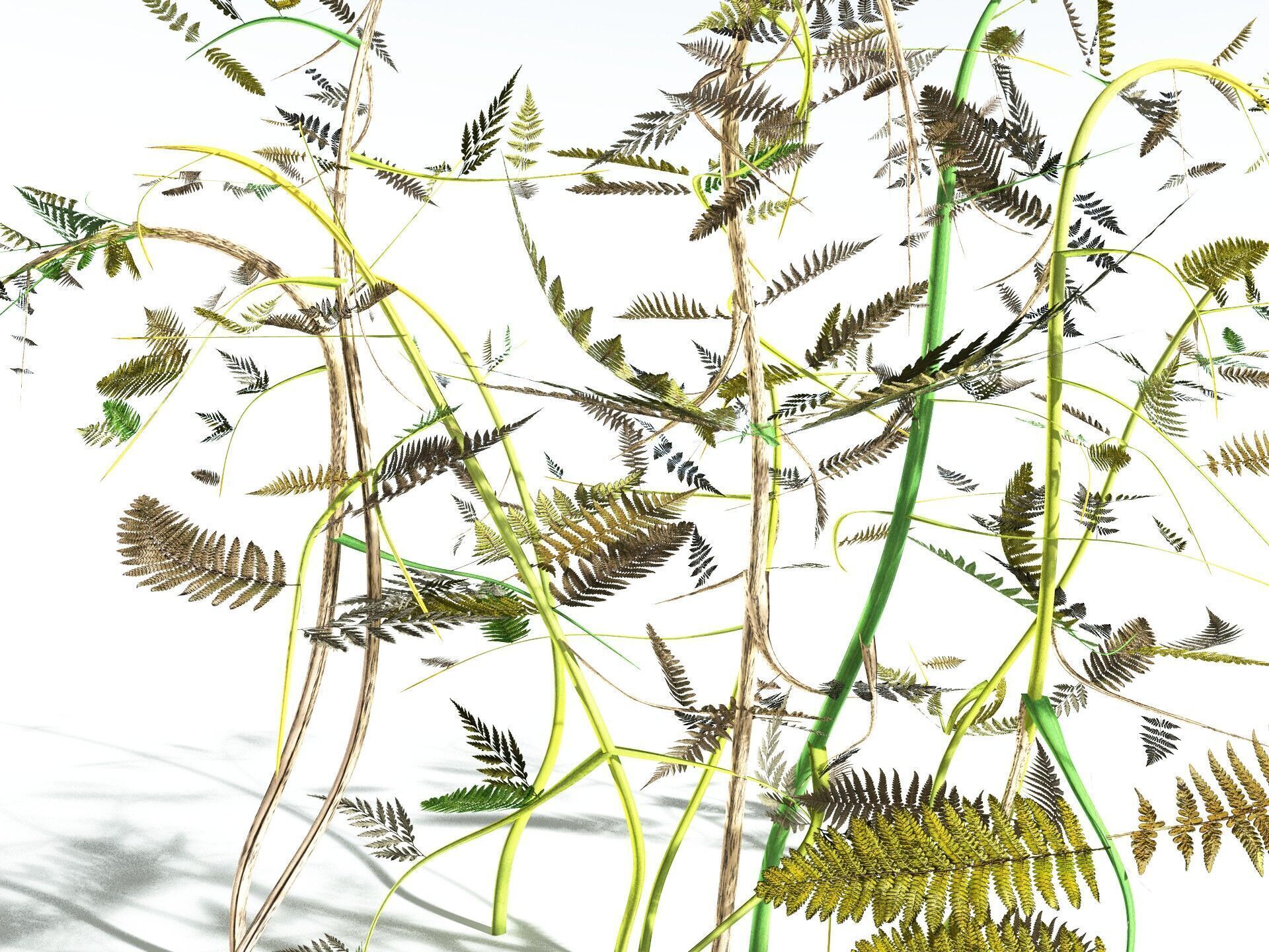 EVERYPlant Bracken 3D model_21