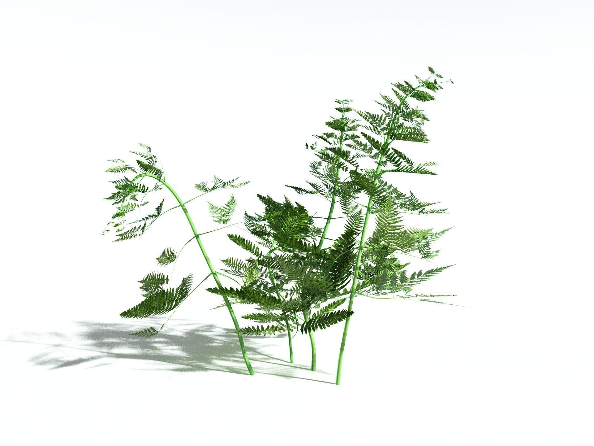 EVERYPlant Bracken 3D model_36