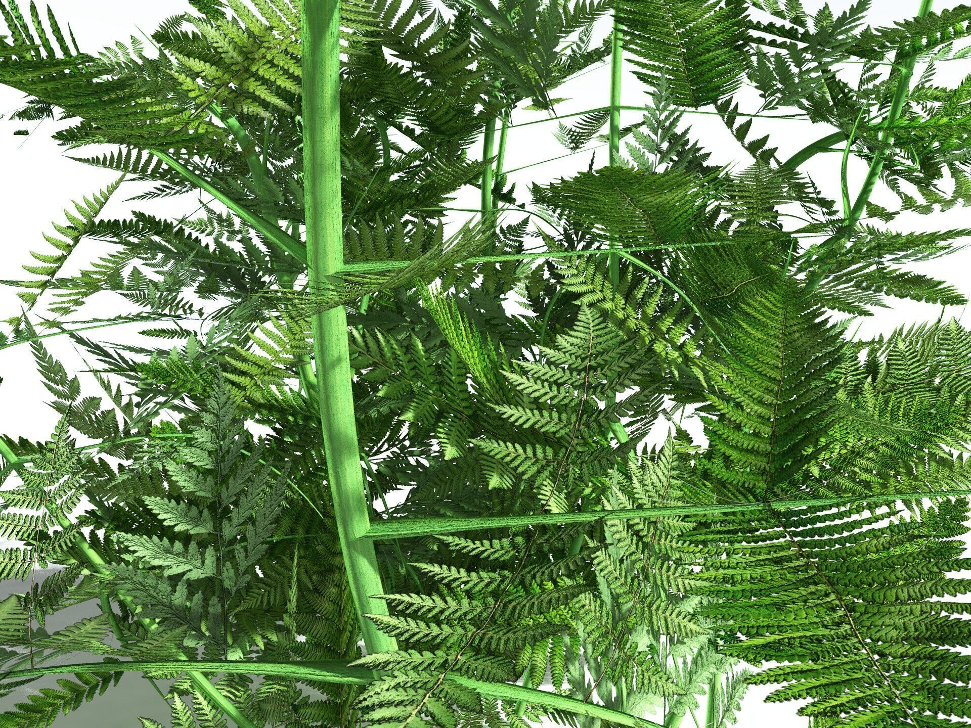 EVERYPlant Bracken 3D model_25