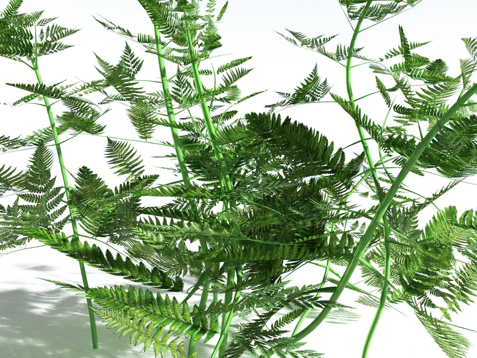 EVERYPlant Bracken 3D model_17