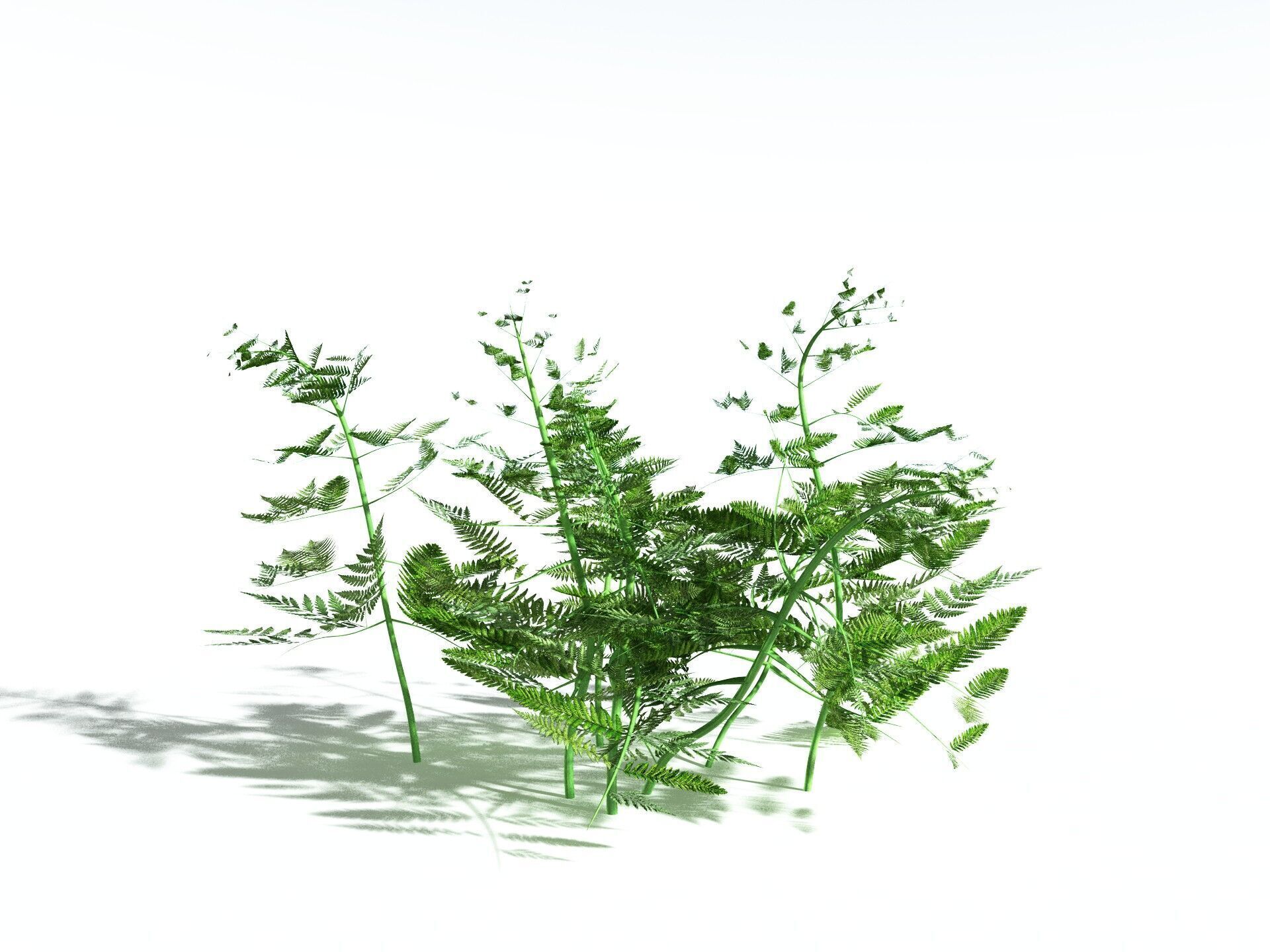 EVERYPlant Bracken 3D model_26