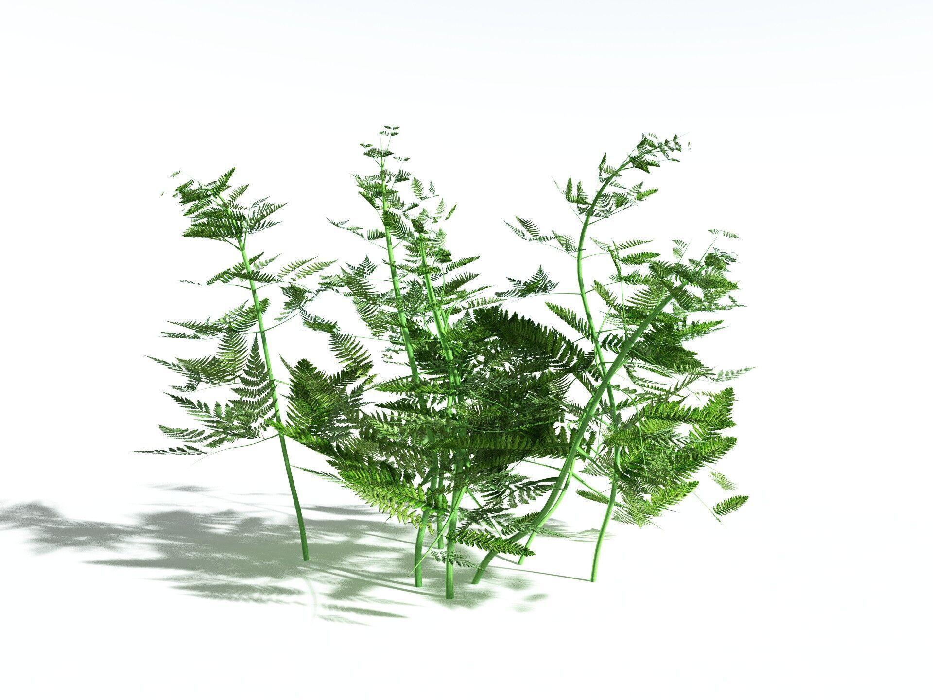 EVERYPlant Bracken 3D model_16