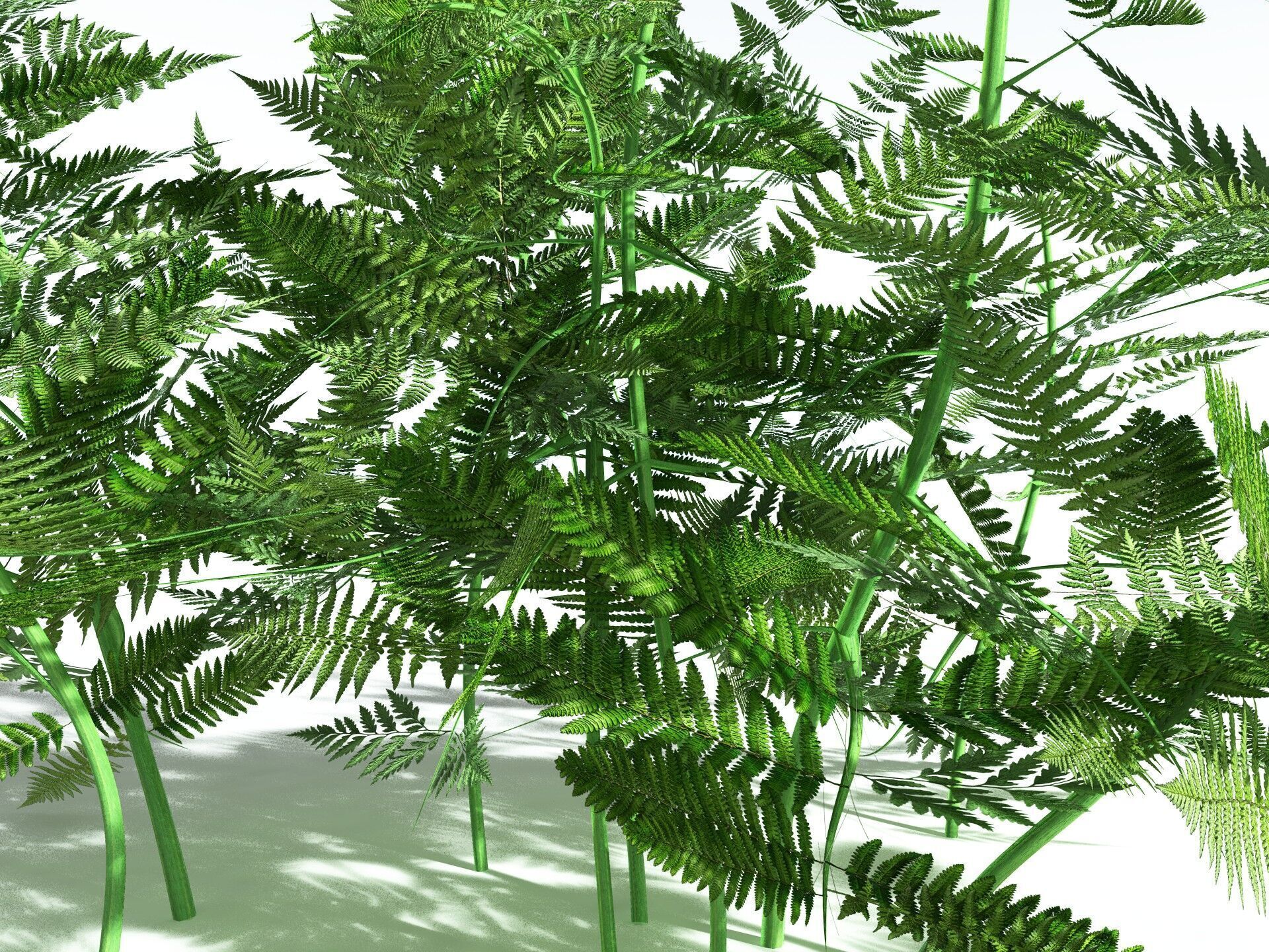 EVERYPlant Bracken 3D model_1