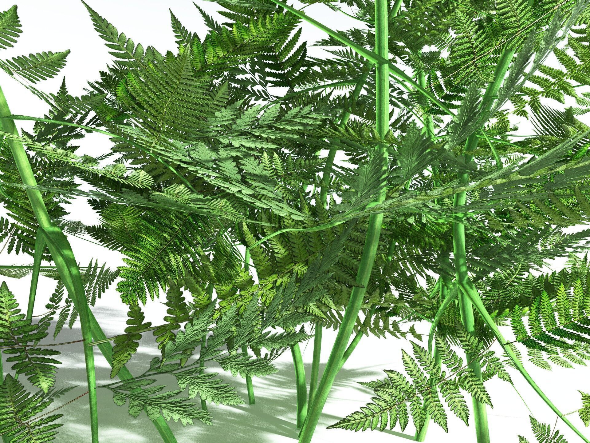 EVERYPlant Bracken 3D model_3