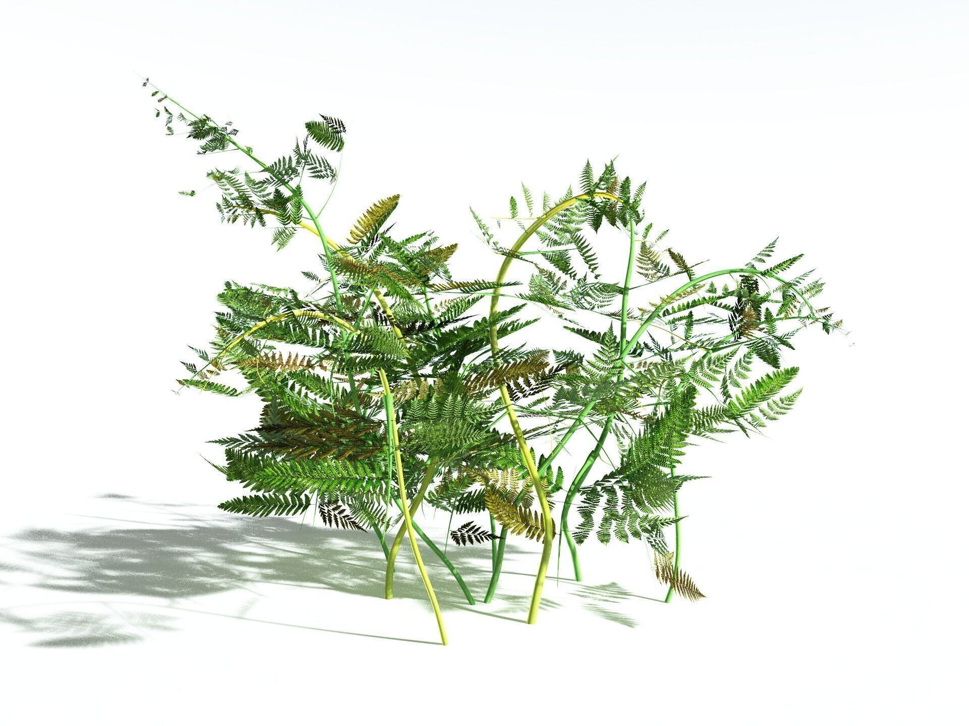 EVERYPlant Bracken 3D model_18