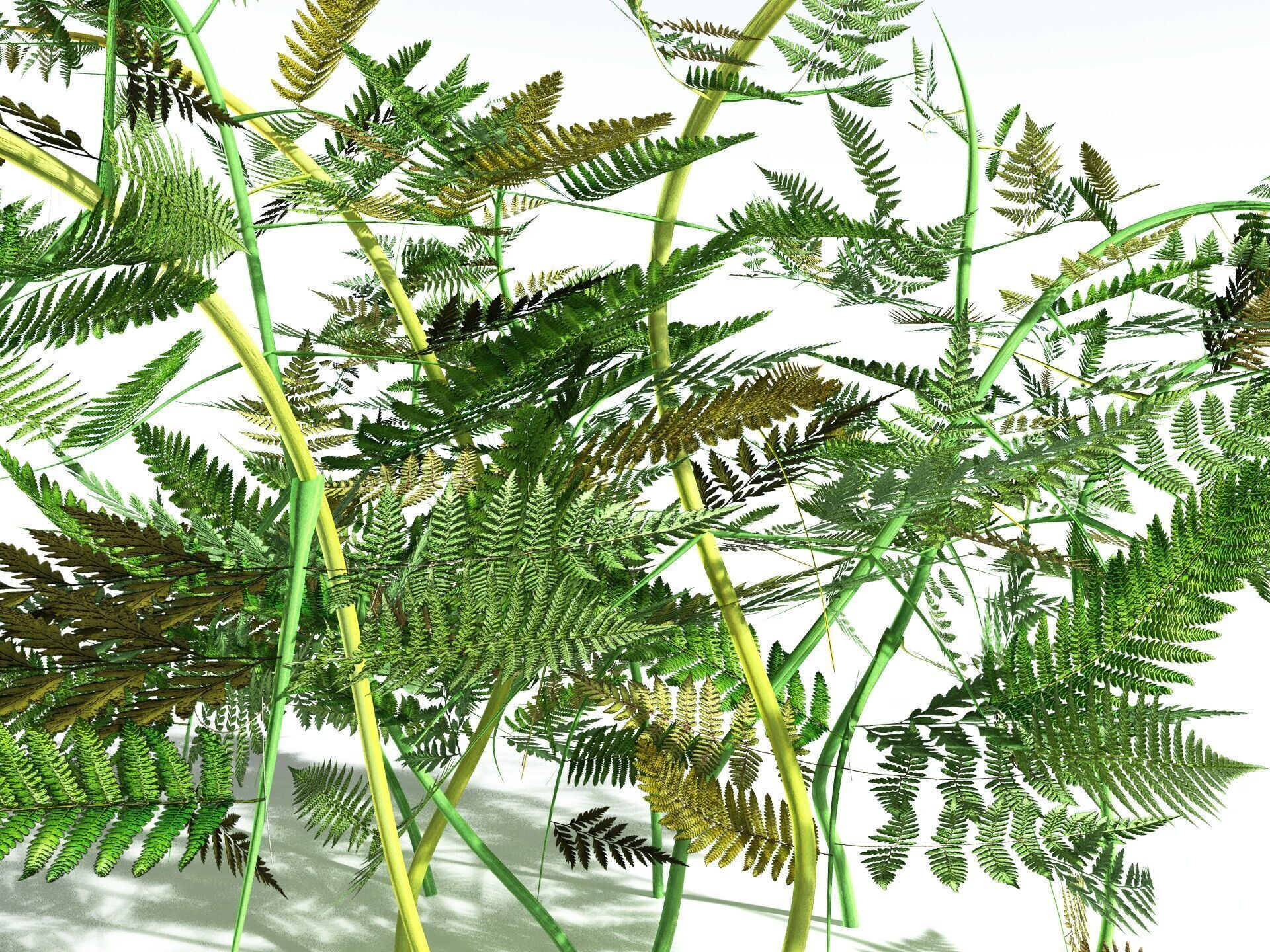 EVERYPlant Bracken 3D model_19