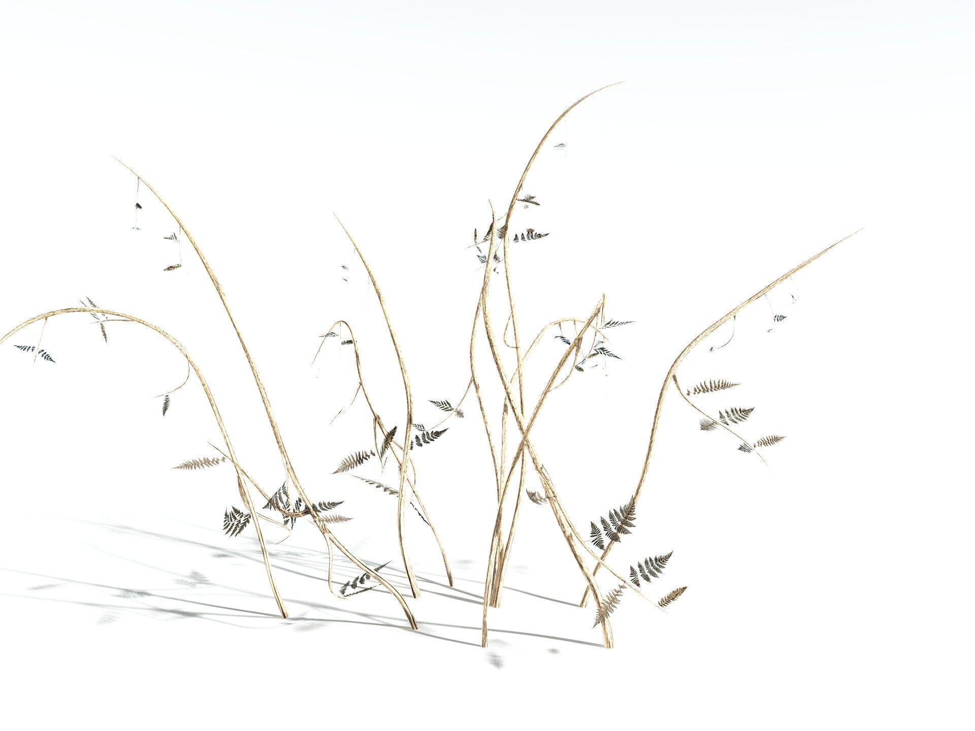 EVERYPlant Bracken 3D model_22