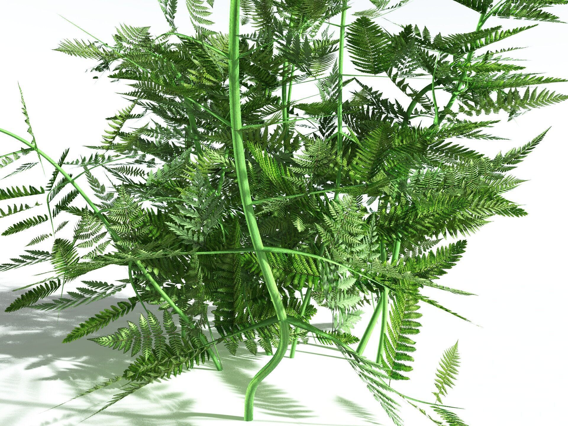 EVERYPlant Bracken 3D model_5