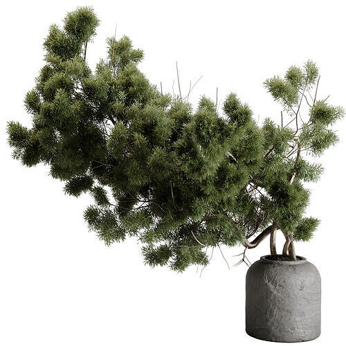 Bonsai Tree in a stone pot - Indoor Plant 643 3D model