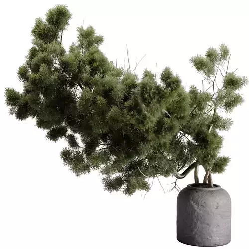 Bonsai Tree in a stone pot - Indoor Plant 643