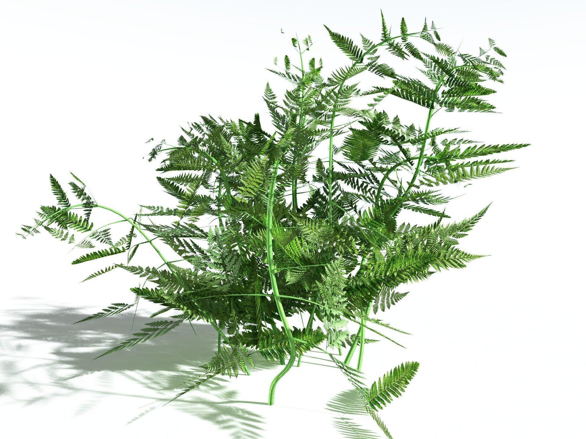 EVERYPlant Bracken LowPoly Low-poly 3D model_24