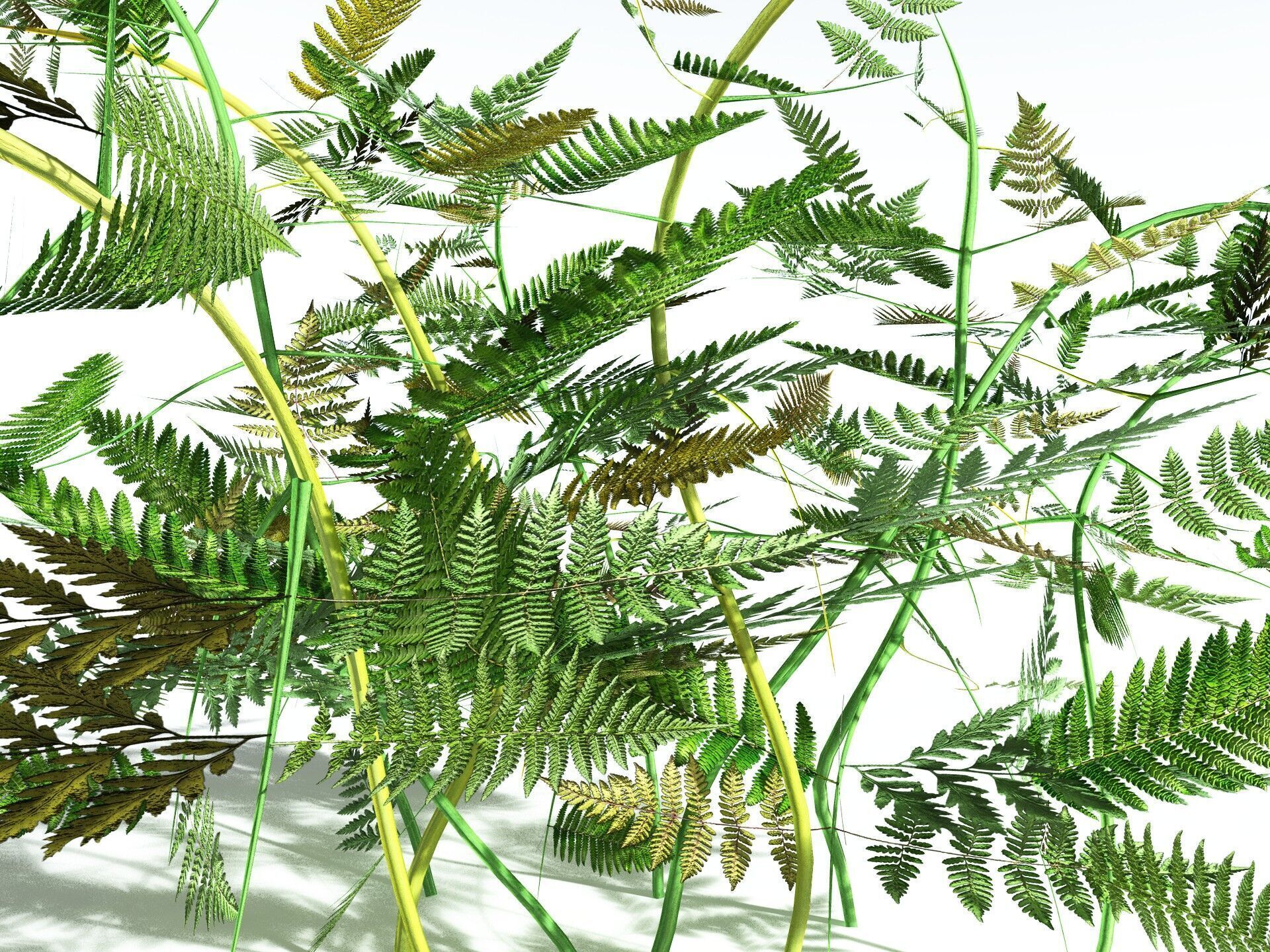 EVERYPlant Bracken LowPoly Low-poly 3D model_19