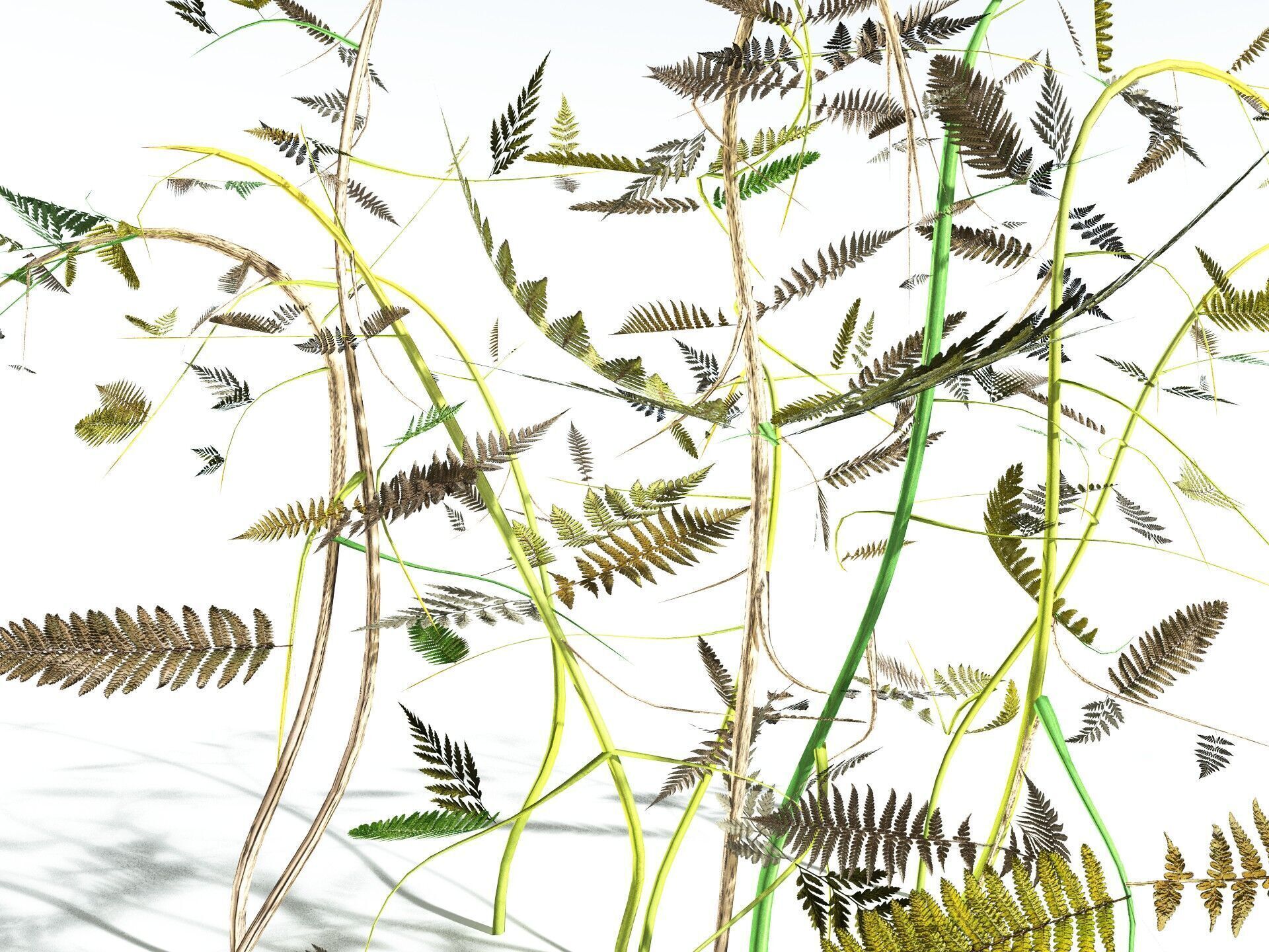 EVERYPlant Bracken LowPoly Low-poly 3D model_21