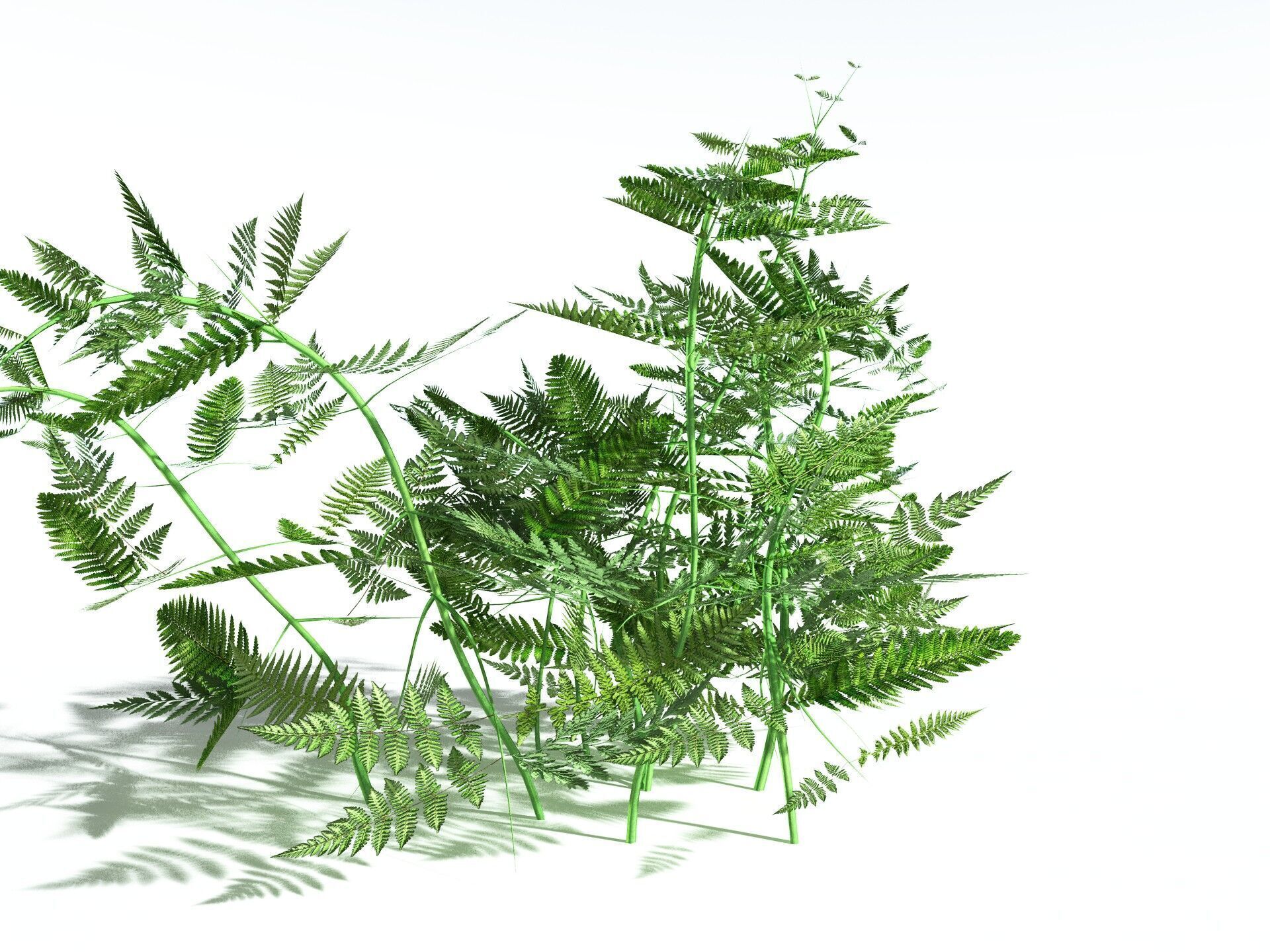 EVERYPlant Bracken LowPoly Low-poly 3D model_2