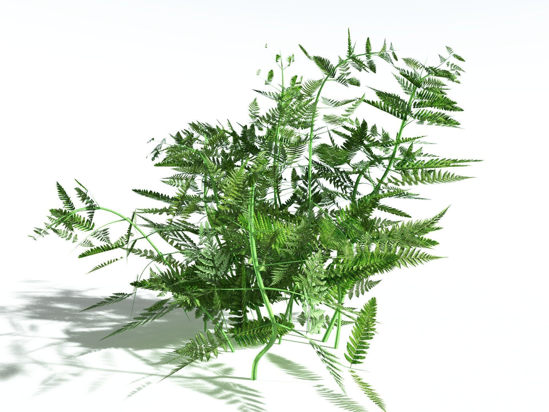 EVERYPlant Bracken LowPoly Low-poly 3D model_4