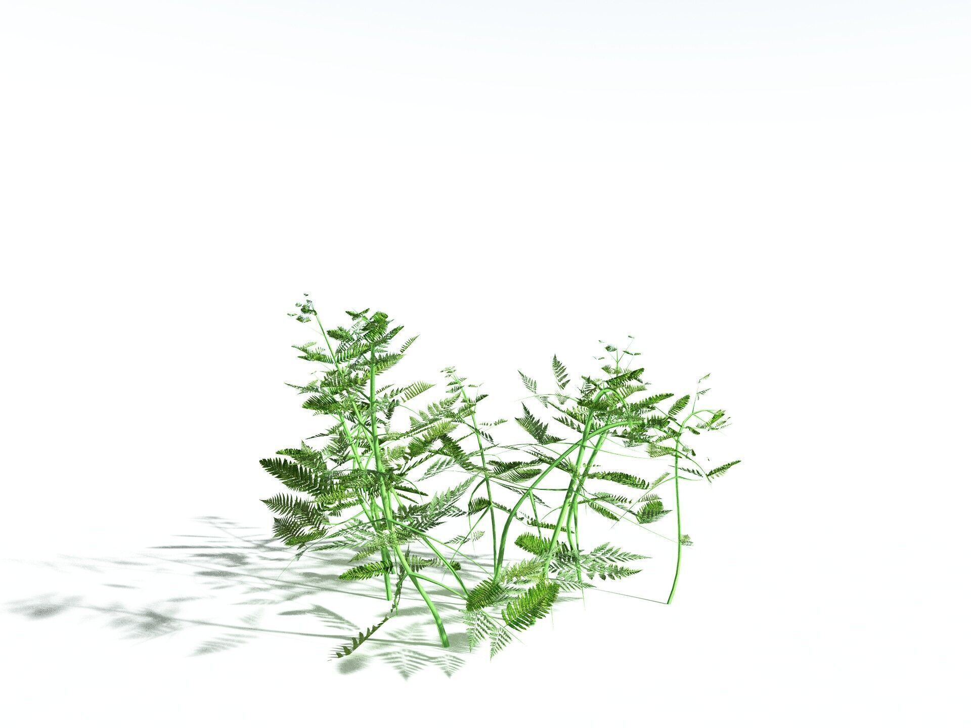 EVERYPlant Bracken LowPoly Low-poly 3D model_28