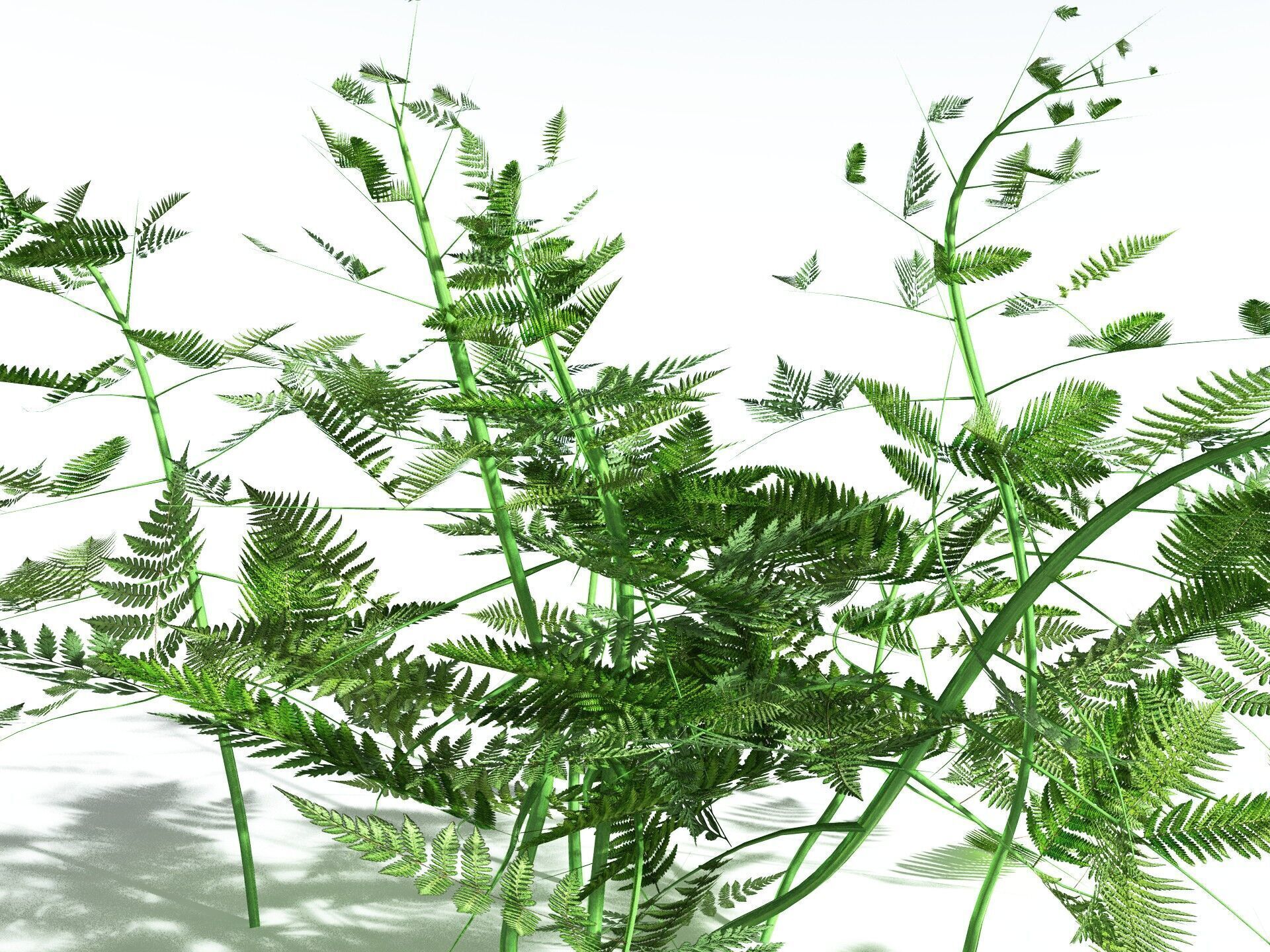 EVERYPlant Bracken LowPoly Low-poly 3D model_27