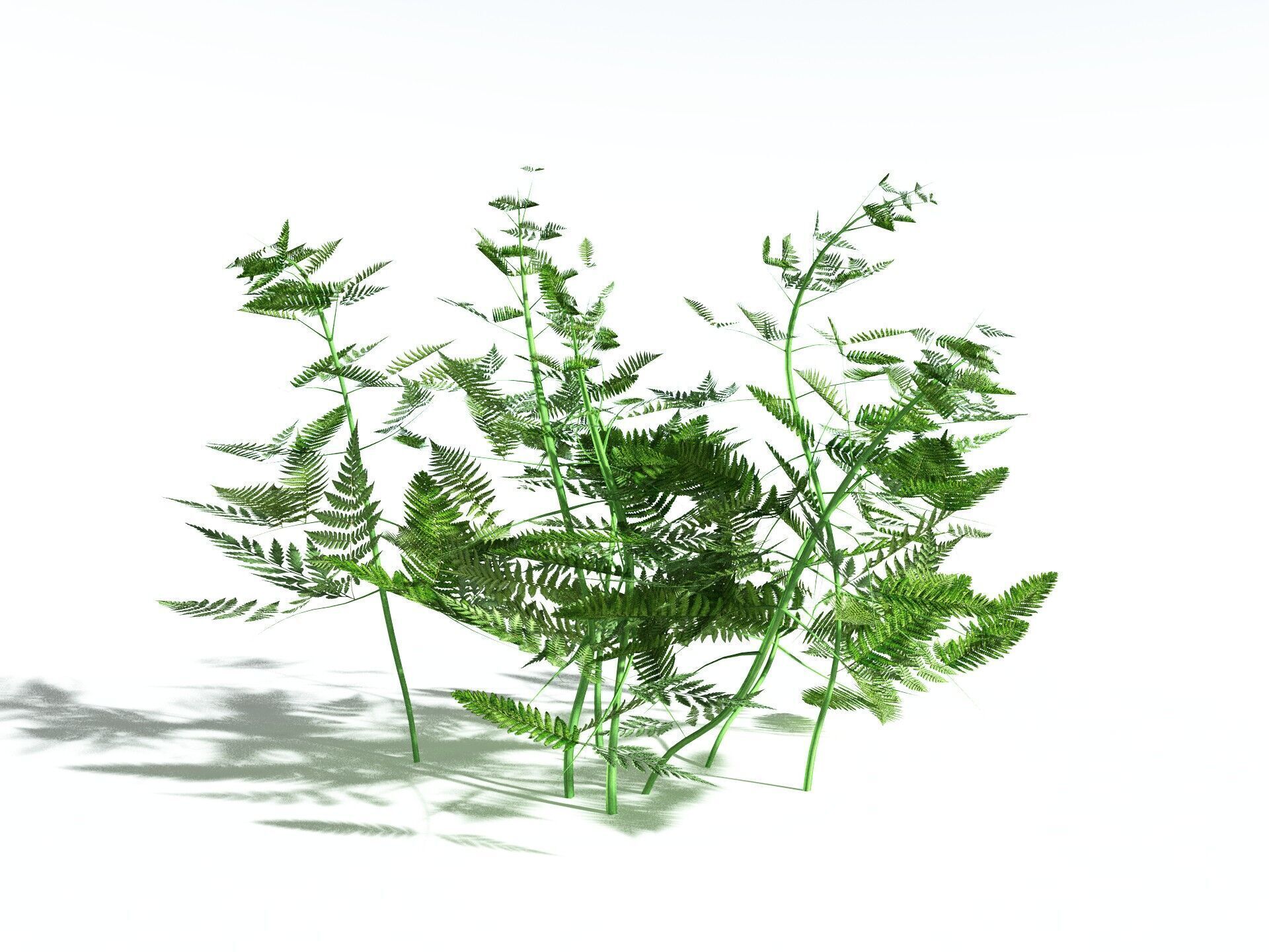 EVERYPlant Bracken LowPoly Low-poly 3D model_16