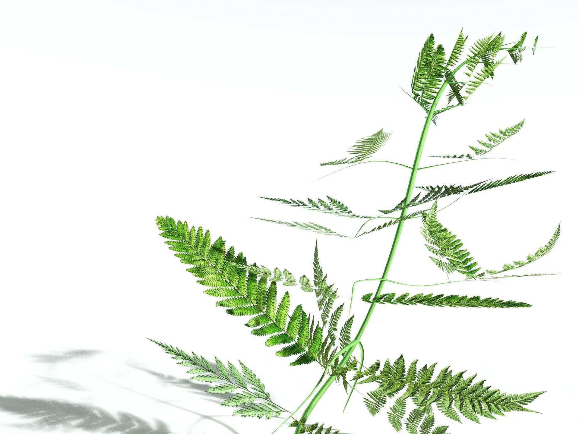 EVERYPlant Bracken LowPoly Low-poly 3D model_35