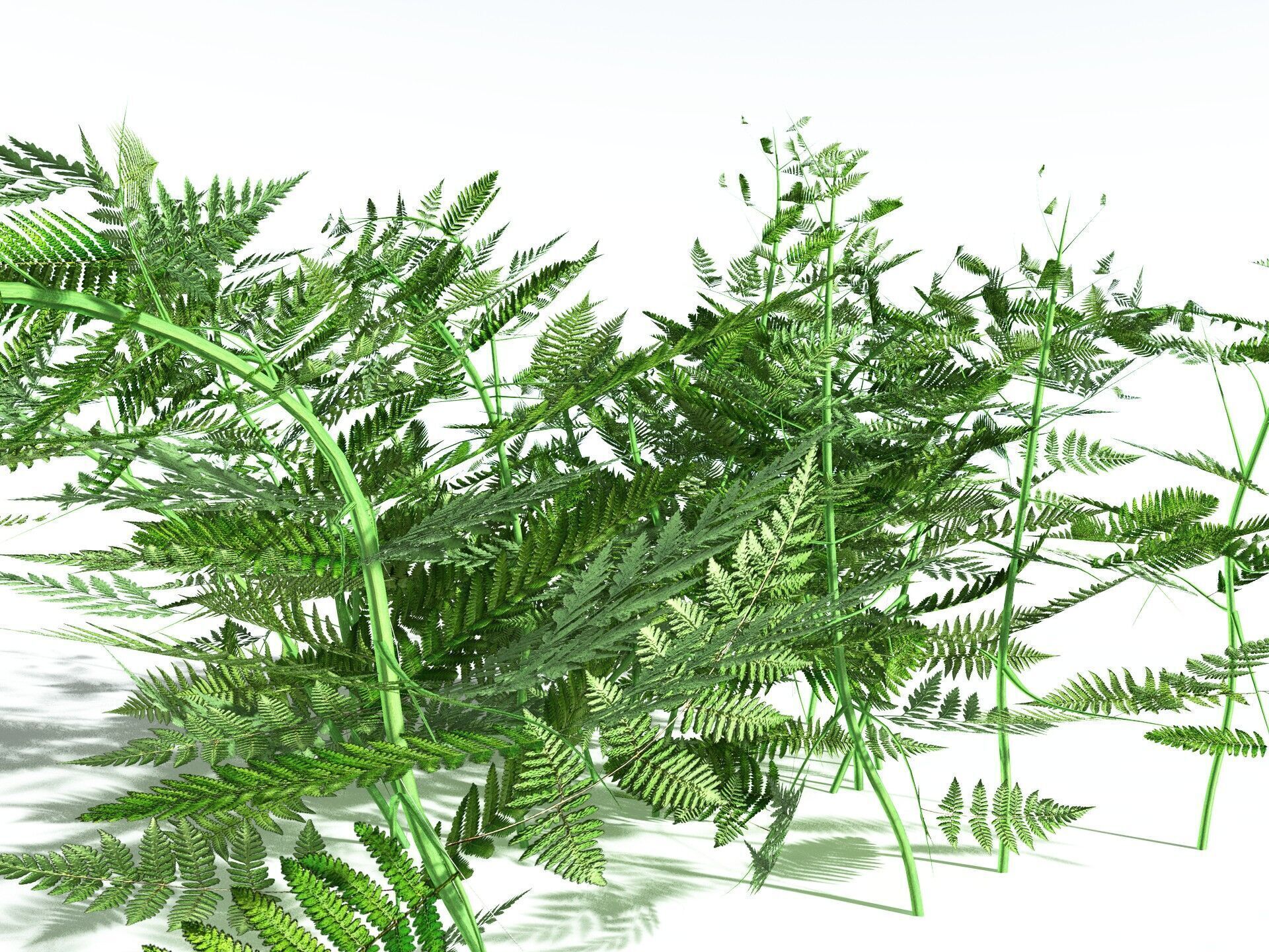 EVERYPlant Bracken LowPoly Low-poly 3D model_38