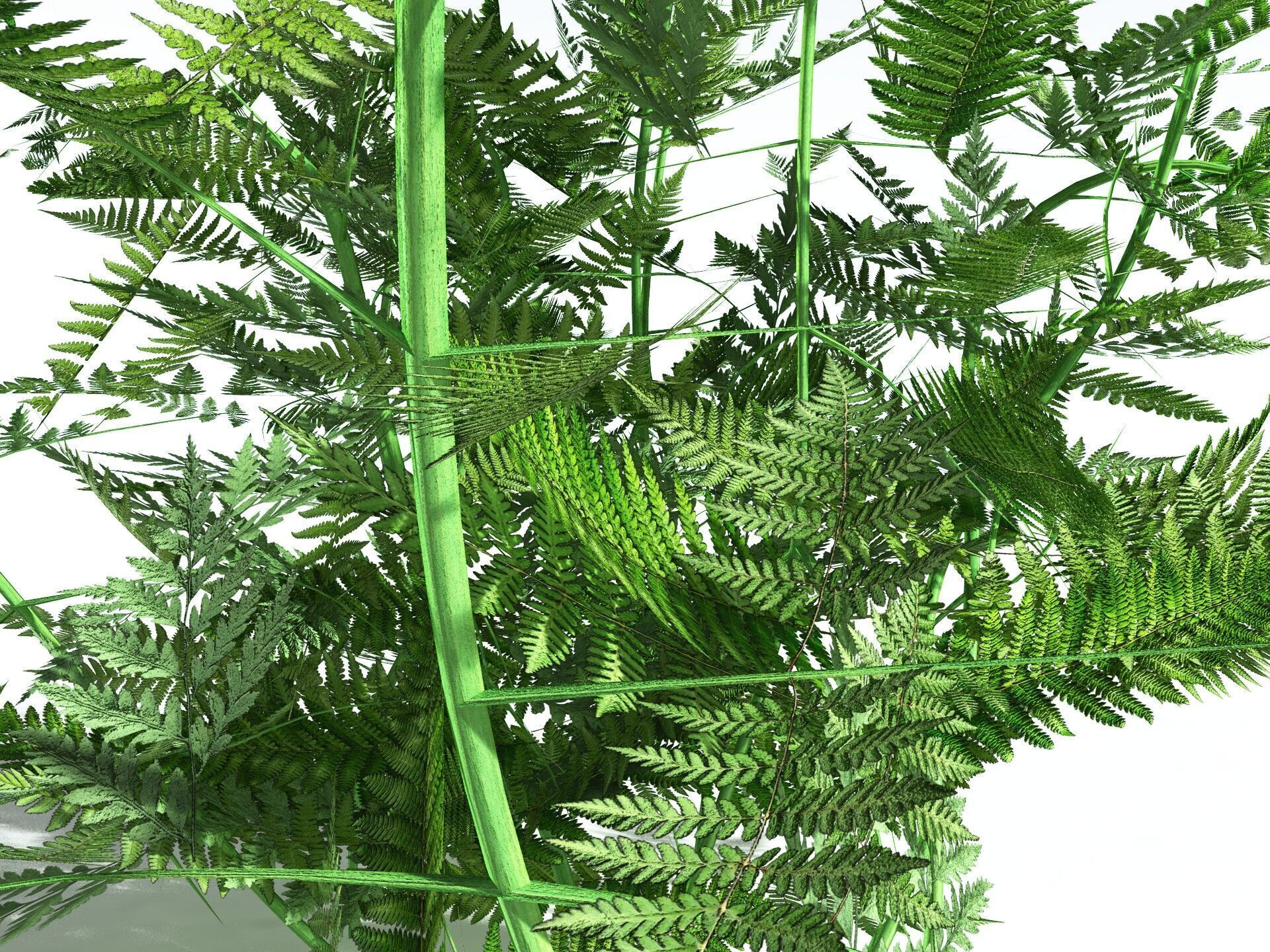 EVERYPlant Bracken LowPoly Low-poly 3D model_25