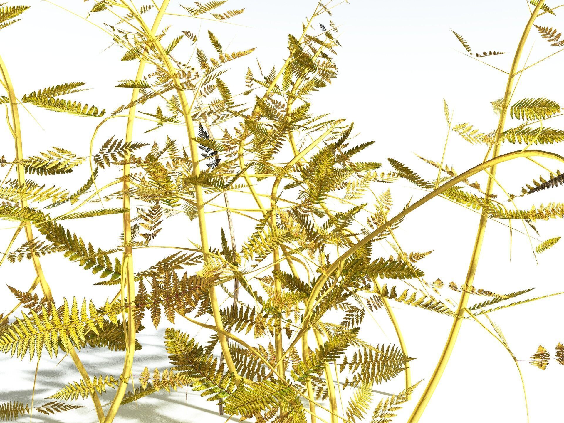 EVERYPlant Bracken LowPoly Low-poly 3D model_11