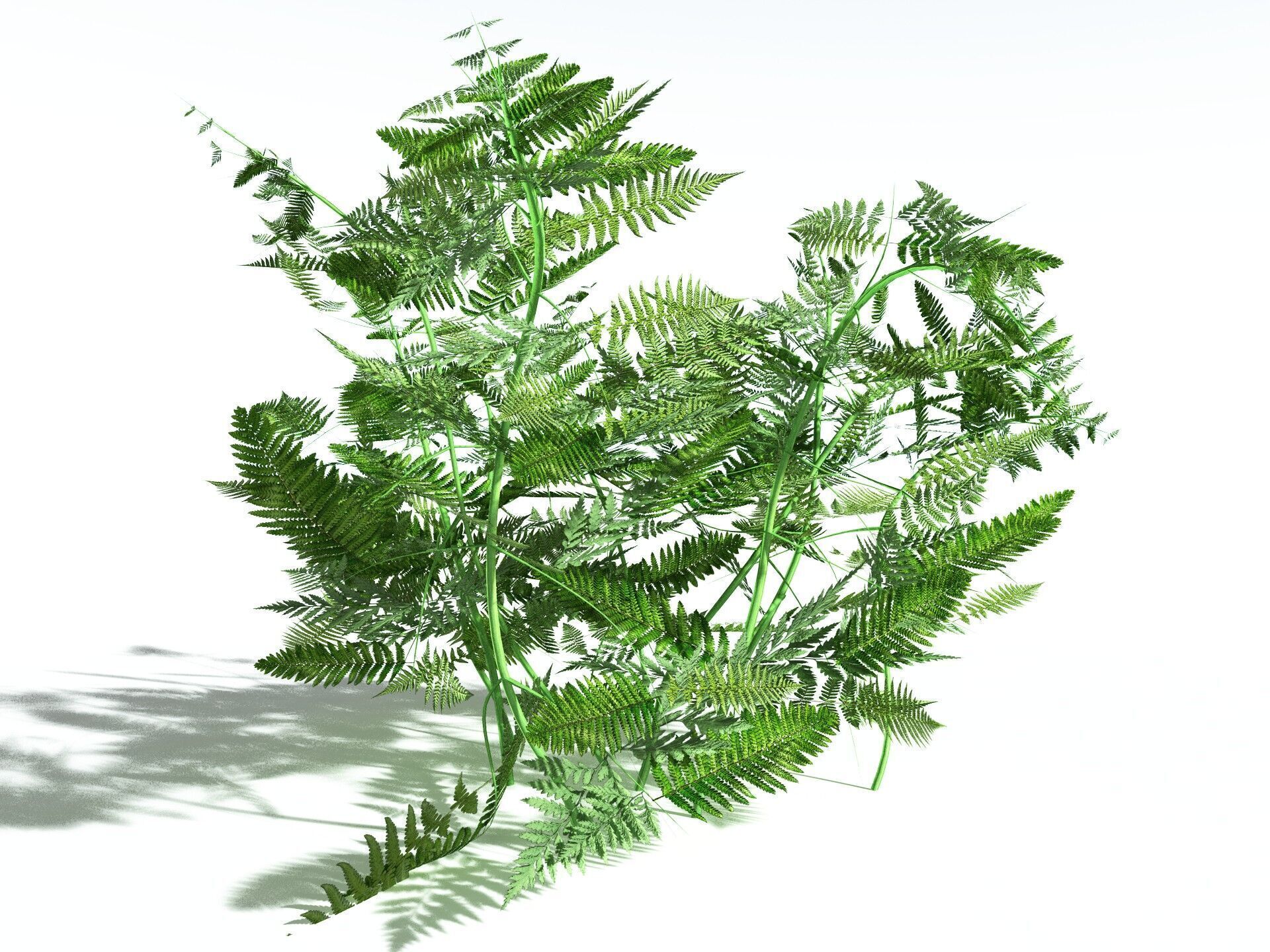 EVERYPlant Bracken LowPoly Low-poly 3D model_8