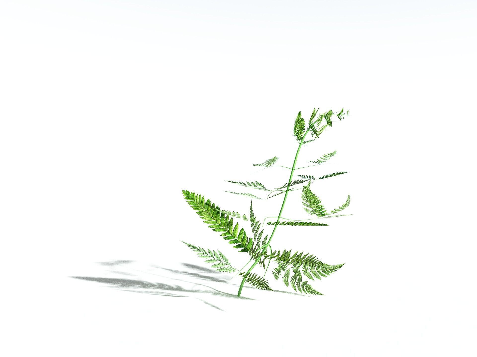 EVERYPlant Bracken LowPoly Low-poly 3D model_34