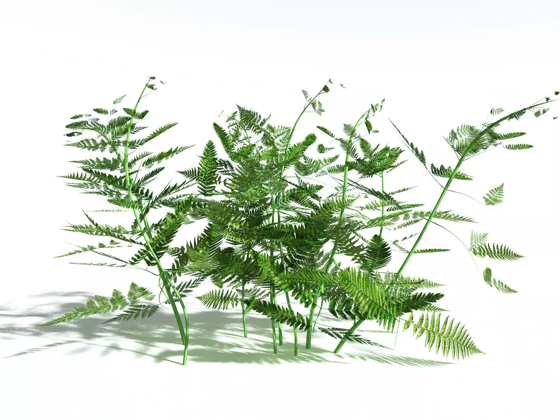 EVERYPlant Bracken LowPoly Low-poly 3D model_0