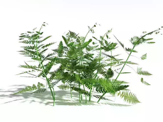 EVERYPlant Bracken LowPoly -20 Models- Low-poly 3D model