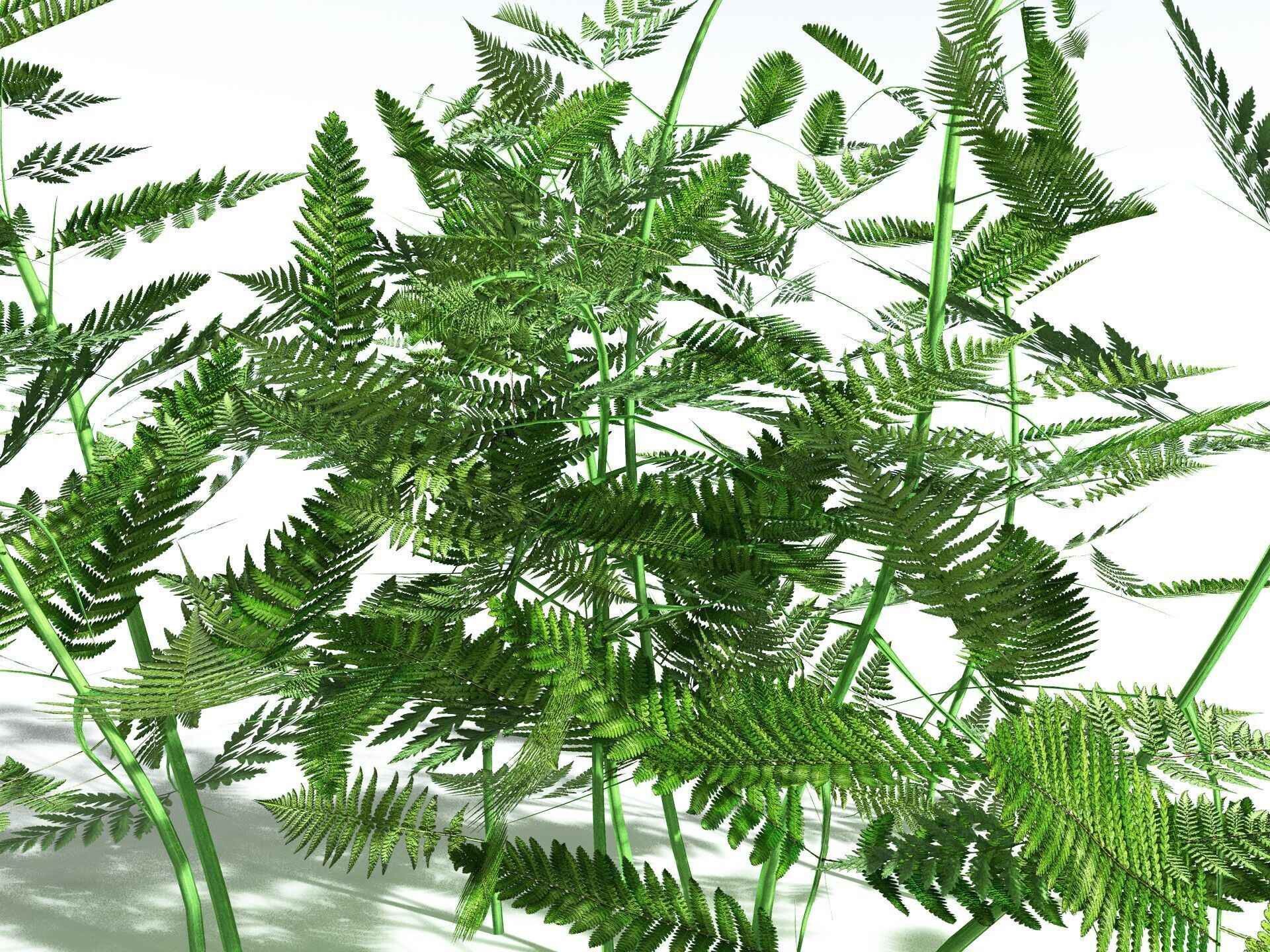 EVERYPlant Bracken LowPoly Low-poly 3D model_1
