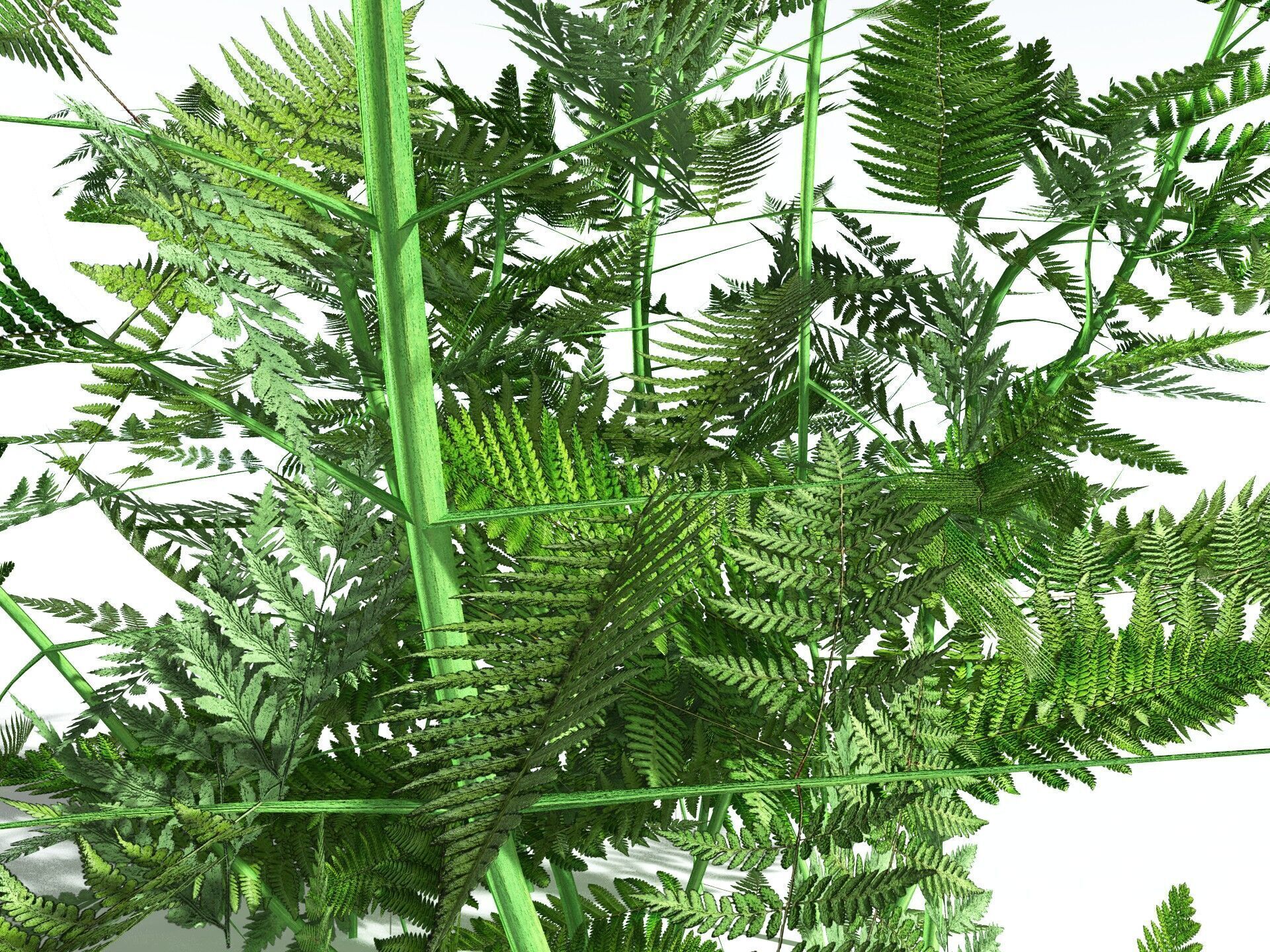 EVERYPlant Bracken LowPoly Low-poly 3D model_15