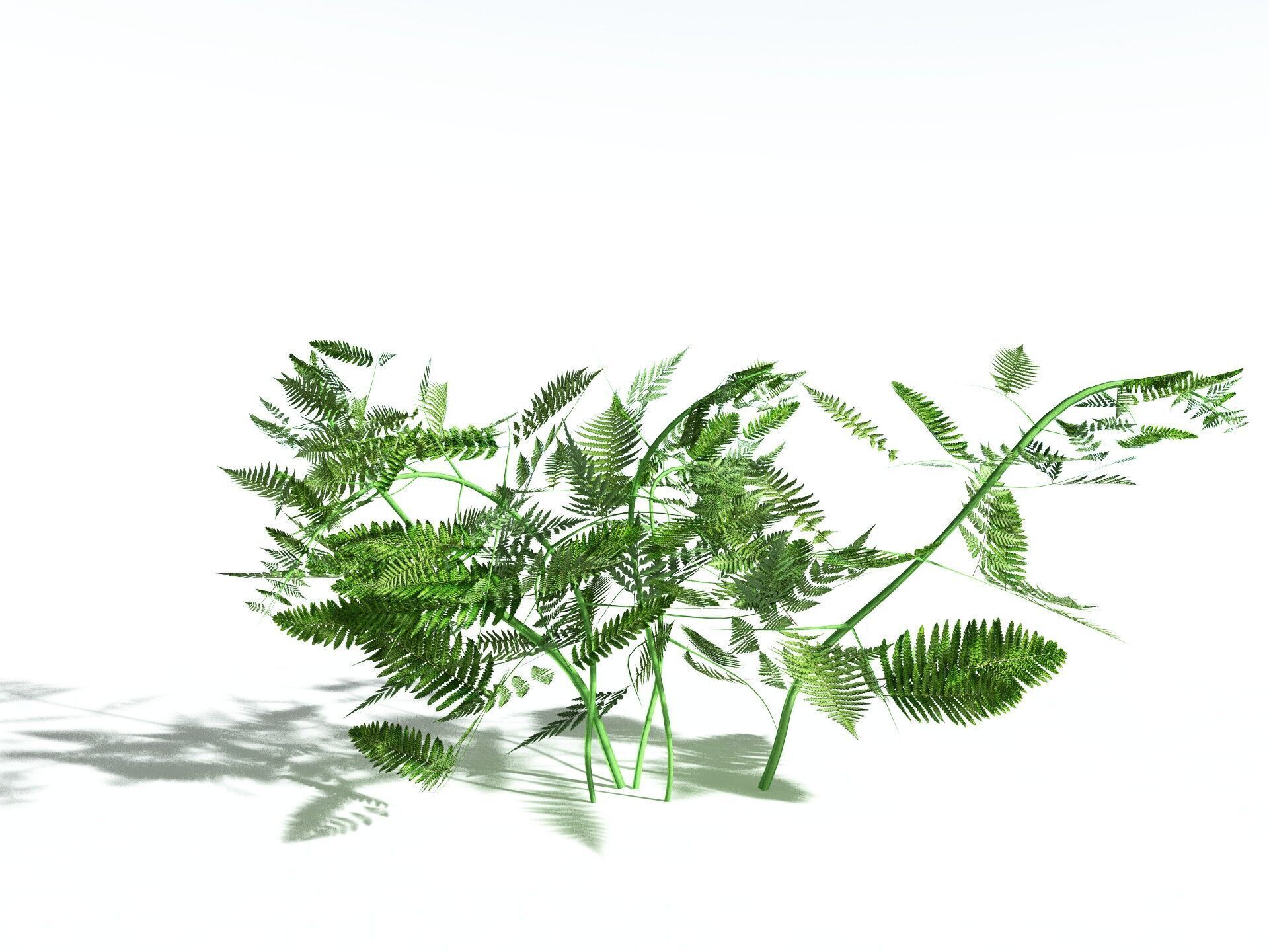 EVERYPlant Bracken LowPoly Low-poly 3D model_36