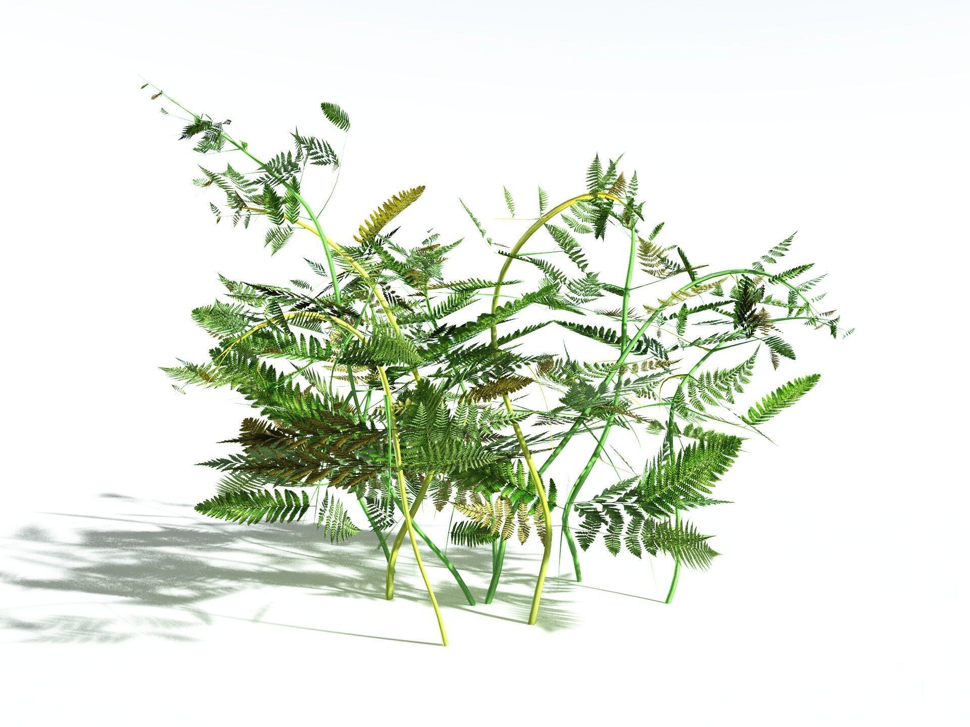 EVERYPlant Bracken LowPoly Low-poly 3D model_18