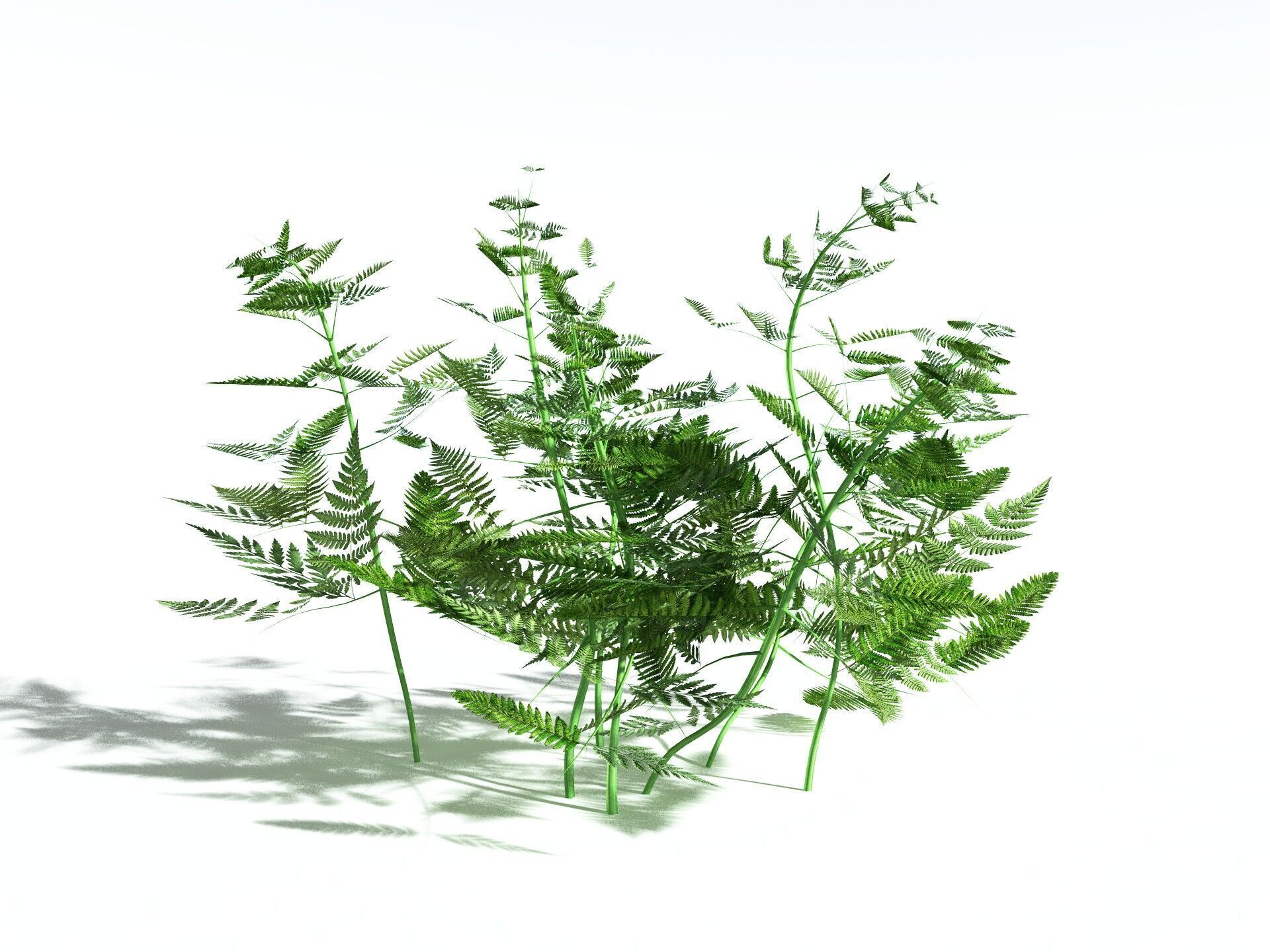 EVERYPlant Bracken LowPoly Low-poly 3D model_6